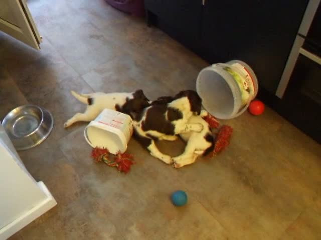 English Springer Spaniel dogs for sale: A Lovely Litter of English Springer Spaniels - Video 1