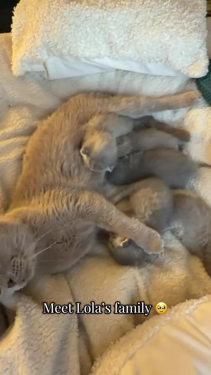 British Shorthair cats for sale: British shorthair kittens - Video 1