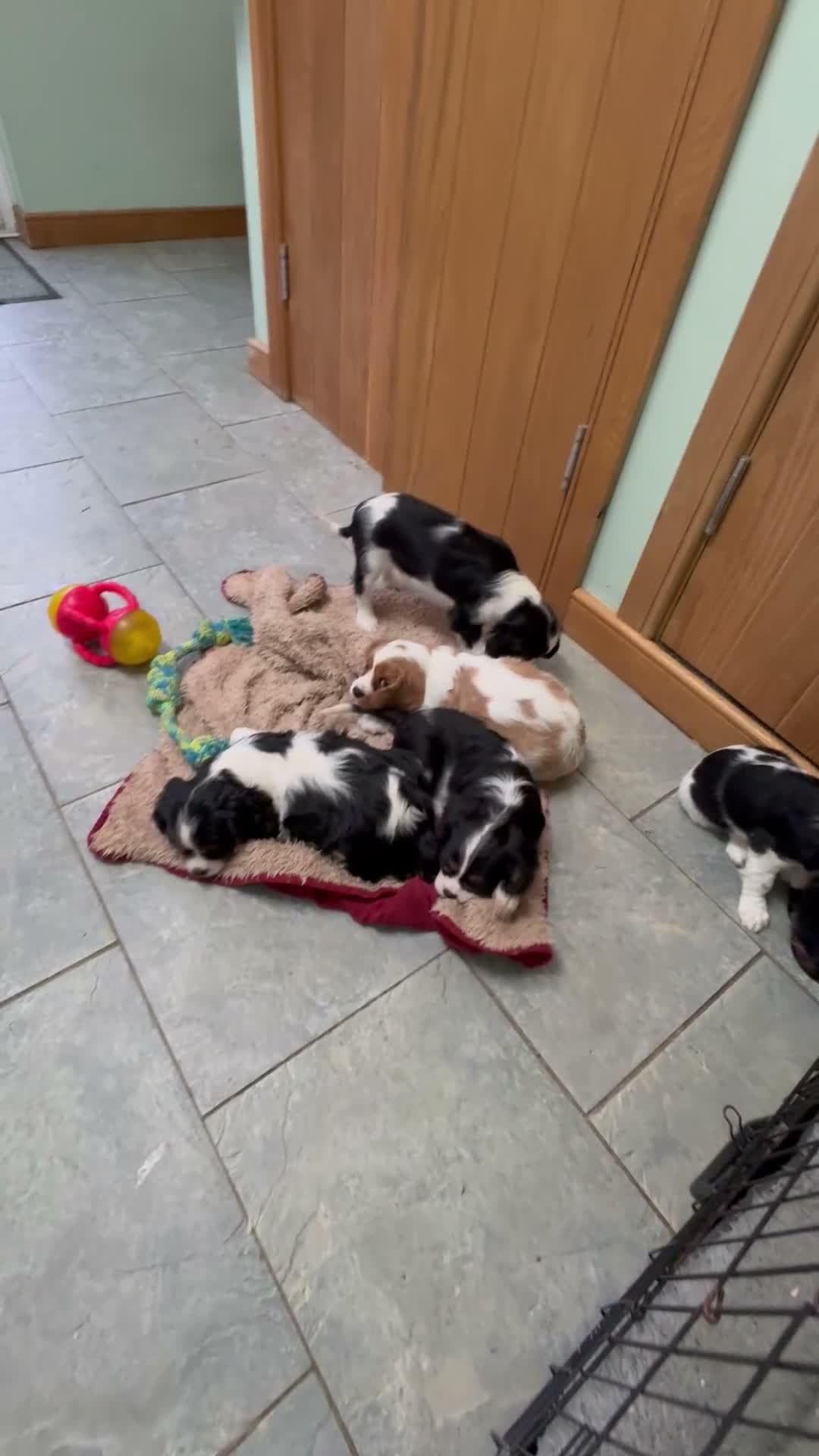 Cavalier King Charles Spaniel dogs for sale: KC Reg cavalier King Charles  - Video 1