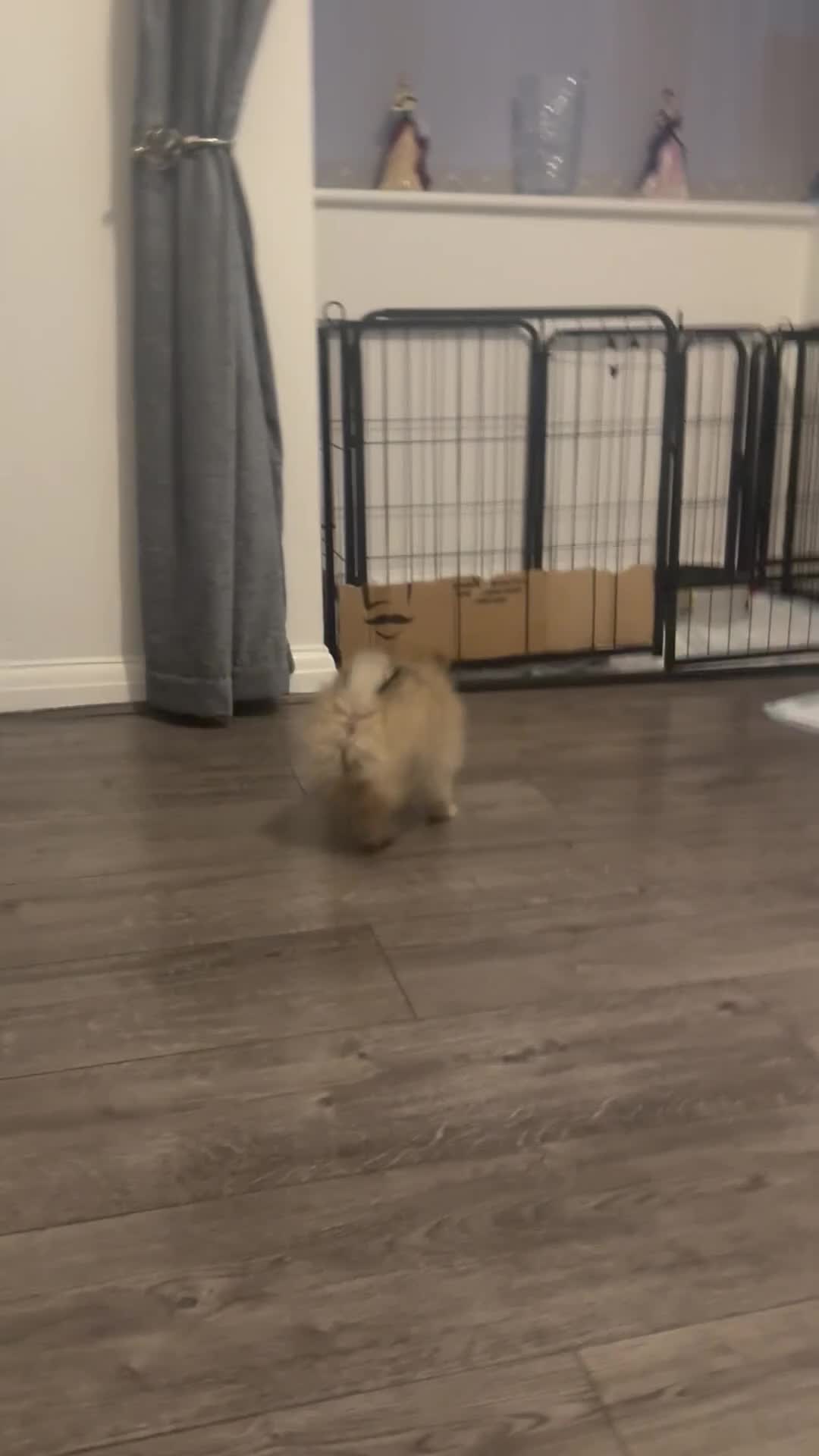 Pomeranian dogs for sale: KC registered Pomeranian boy puppy in Slough - Video 1