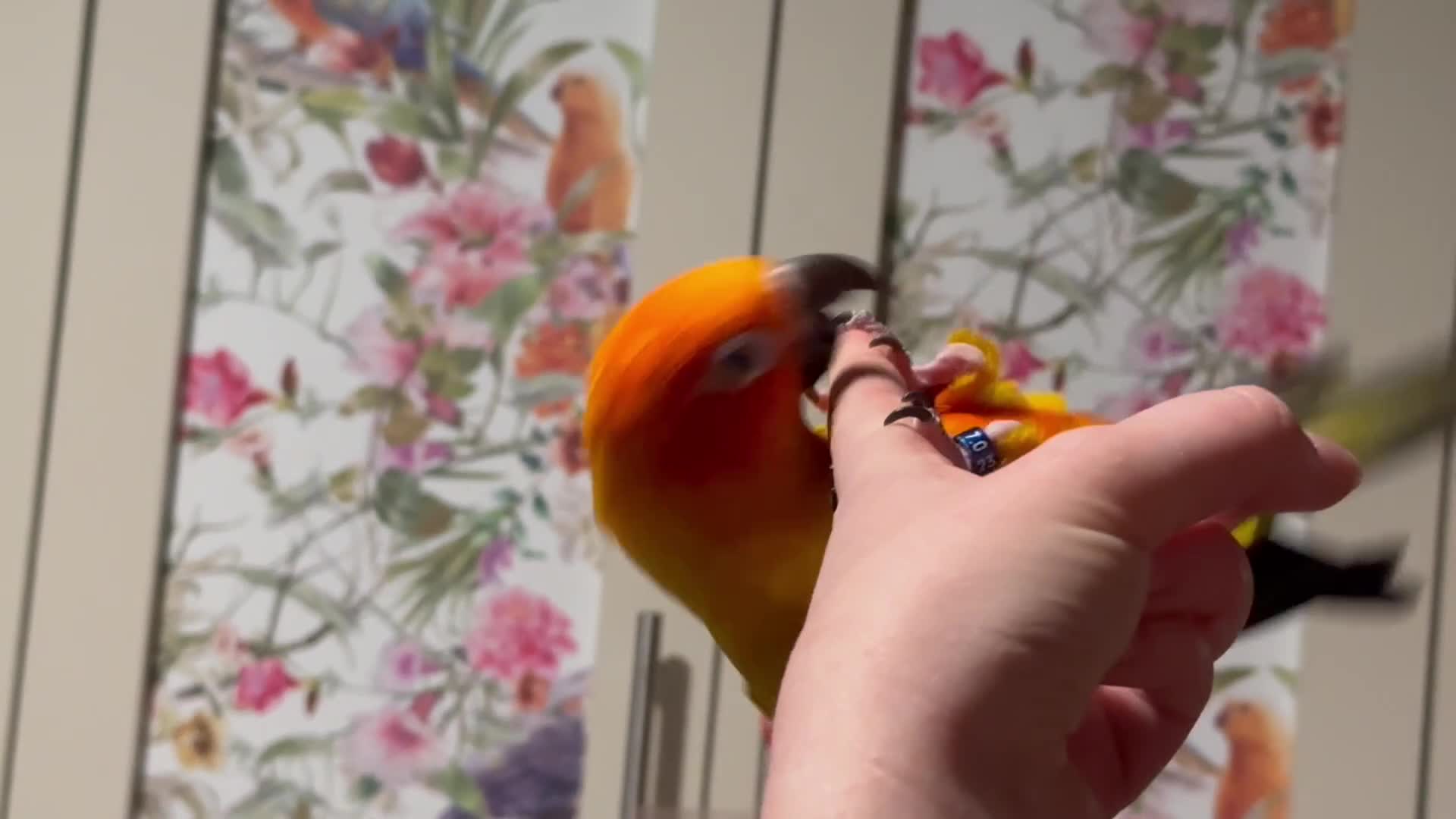 Conures birds for sale: Sun Conure pair  - Video 3