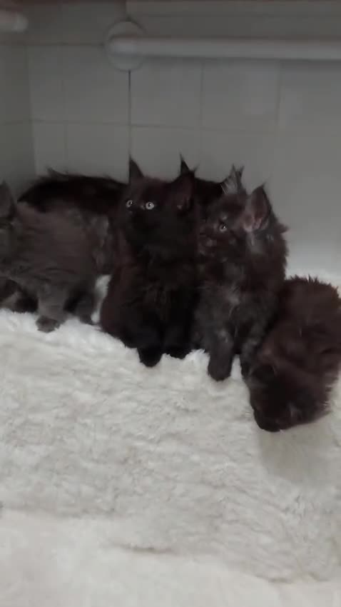 Maine Coon cats for sale: Beautiful big maine Coon babies  - Video 3