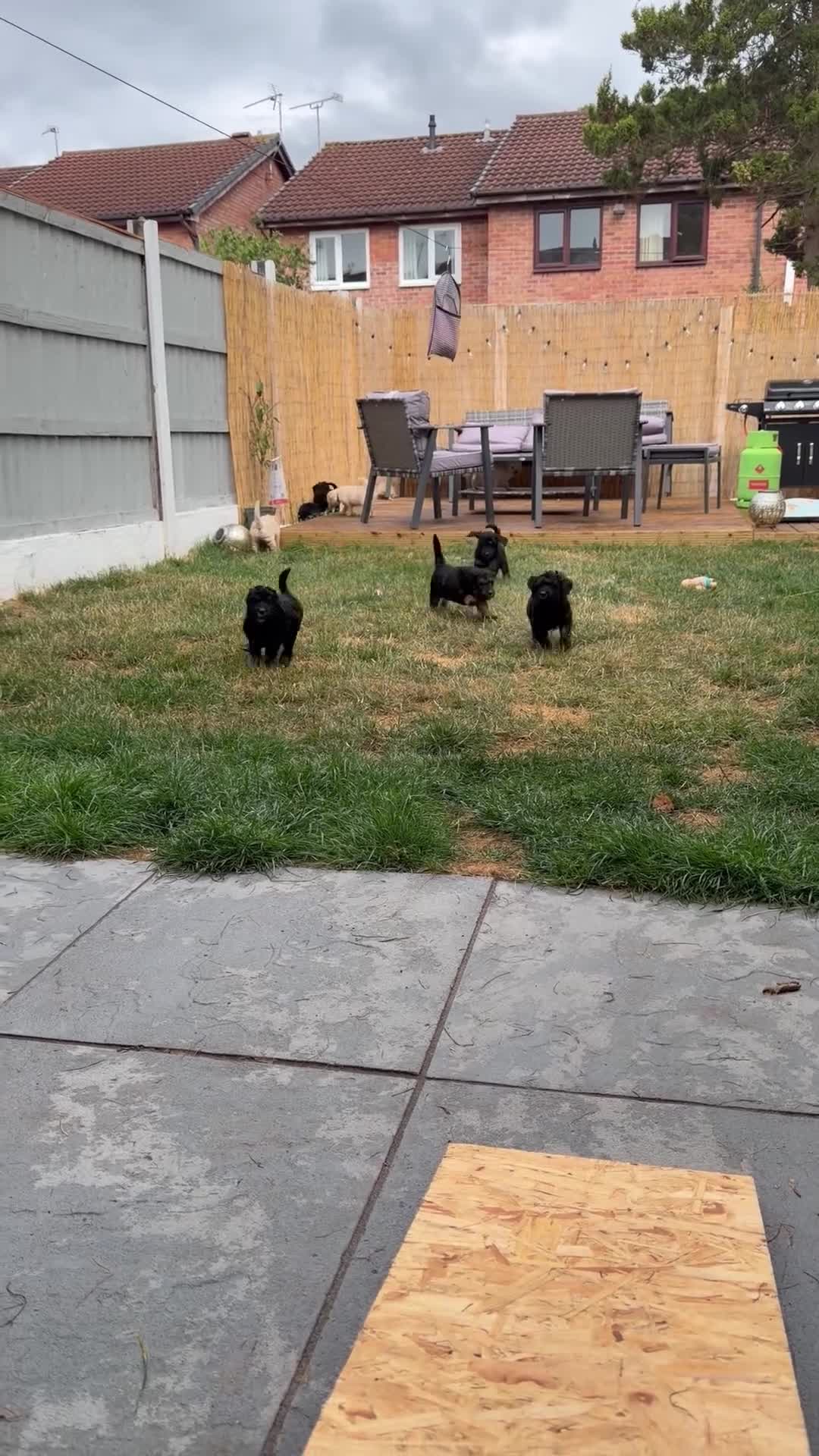 Mini Goldendoodle dogs for sale: F1b Mini Goldendoodles.READY TO LEAVE 🤍 - Video 1