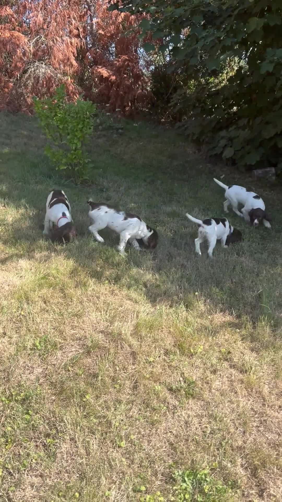 English Springer Spaniel dogs for sale: Gorgeous English Springer Spaniels - Video 2