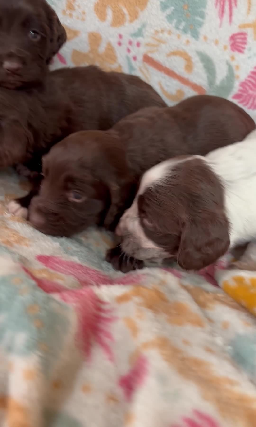 Cocker Spaniel dogs for sale: Cocker spaniel puppies - Video 2