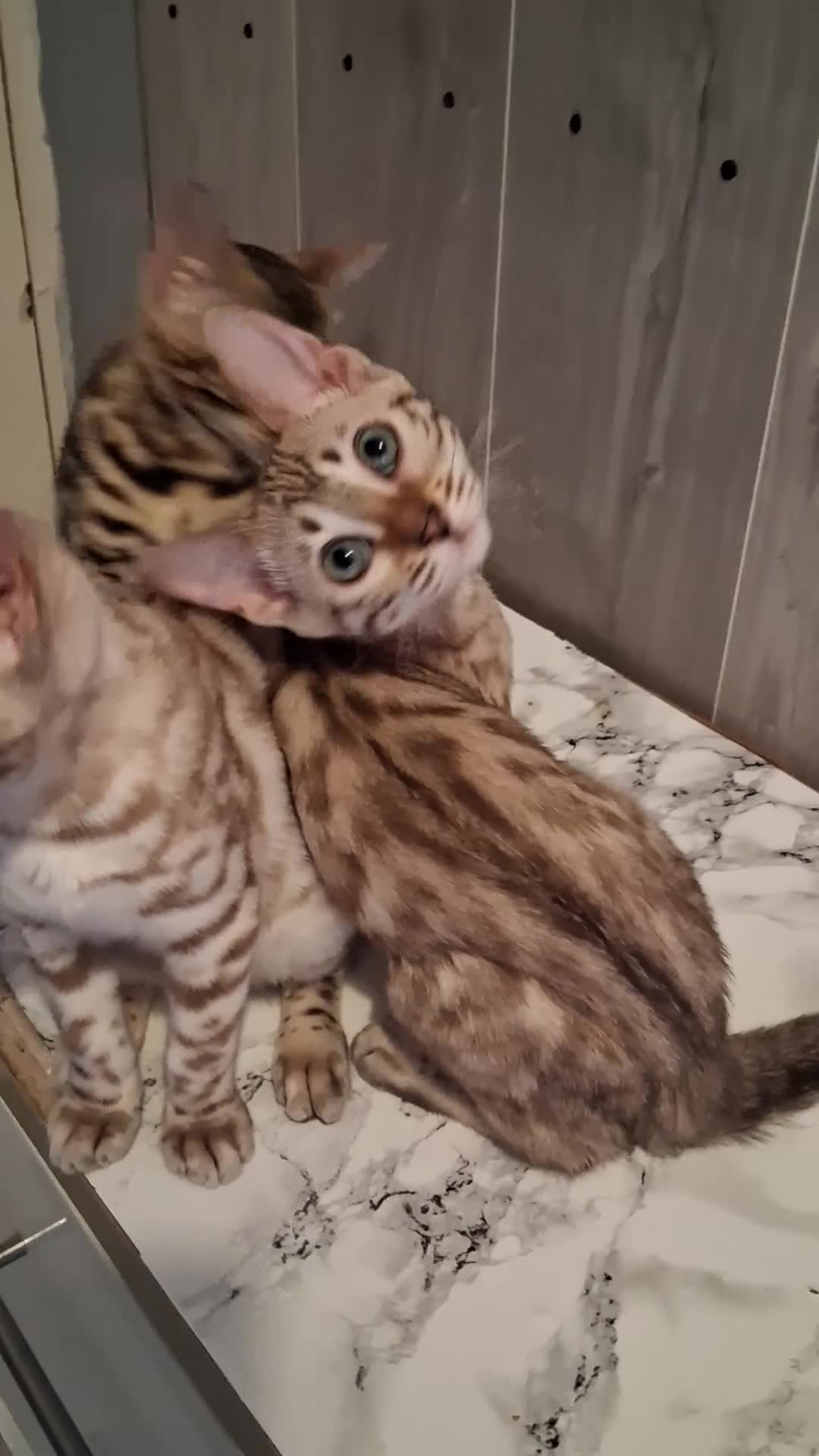 Bengal cats for sale: Bengal Kittens  - Video 2