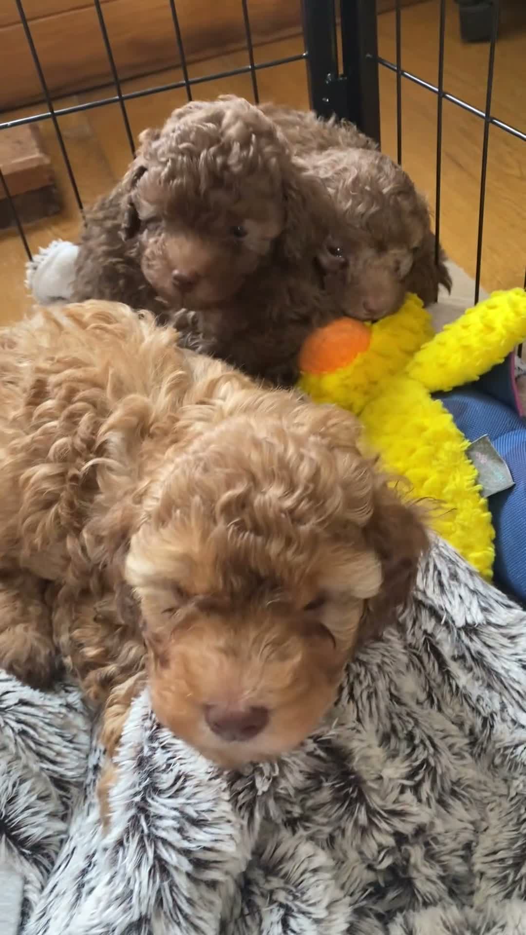 Toy Poodle dogs for sale: Toy Poodles - Video 1
