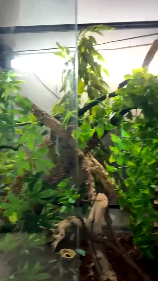 Gecko reptiles for sale: Tuko the crested gecko - Video 3