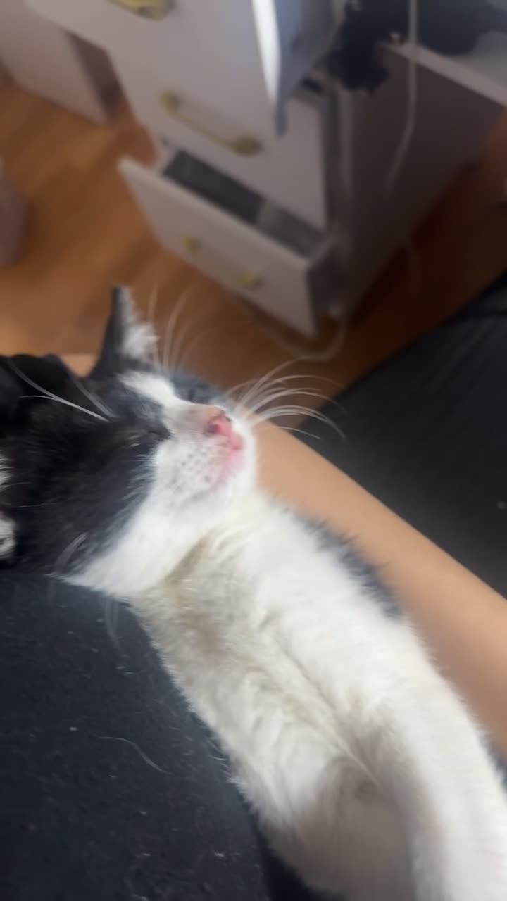 Mixed Breed cats for sale: Moomoo the freckled kitten - Video 2