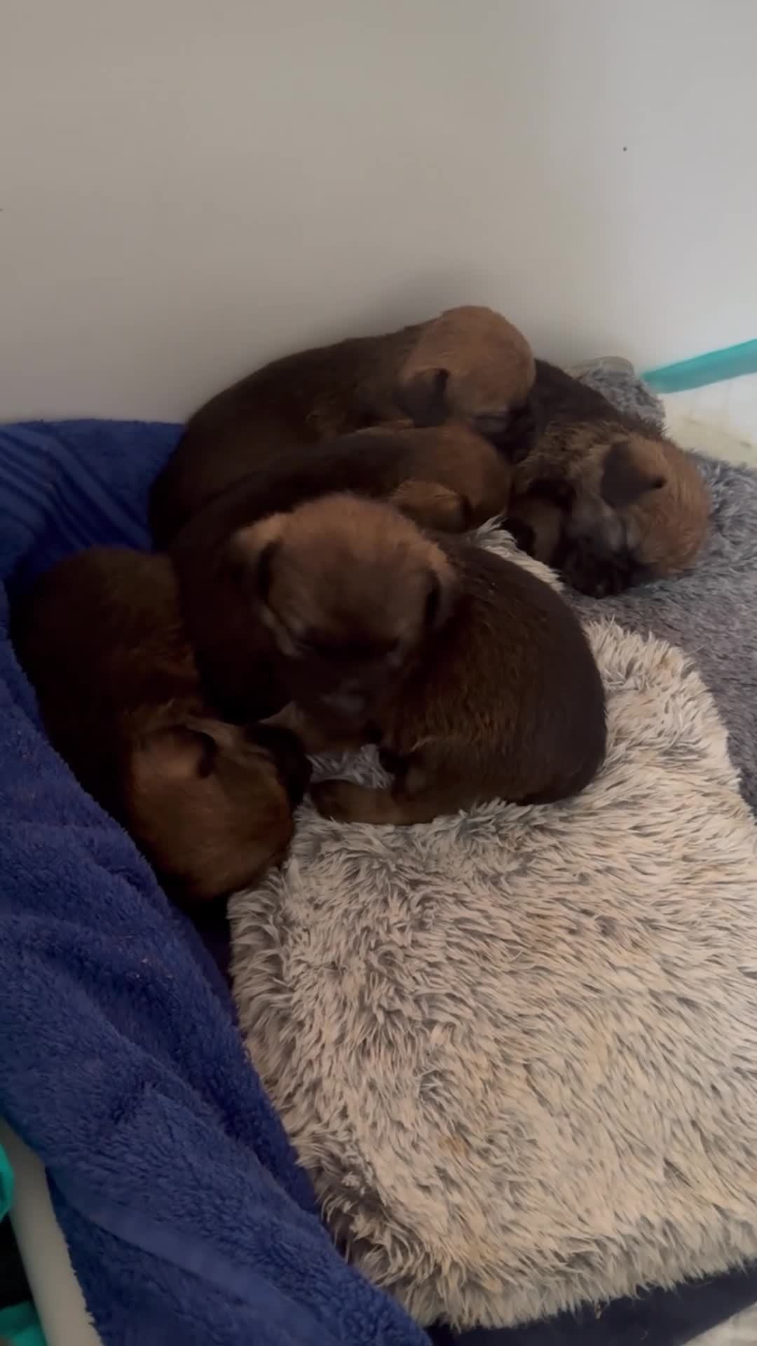 Border Terrier dogs for sale: Beautiful slem clear border terrier puppies  - Video 3