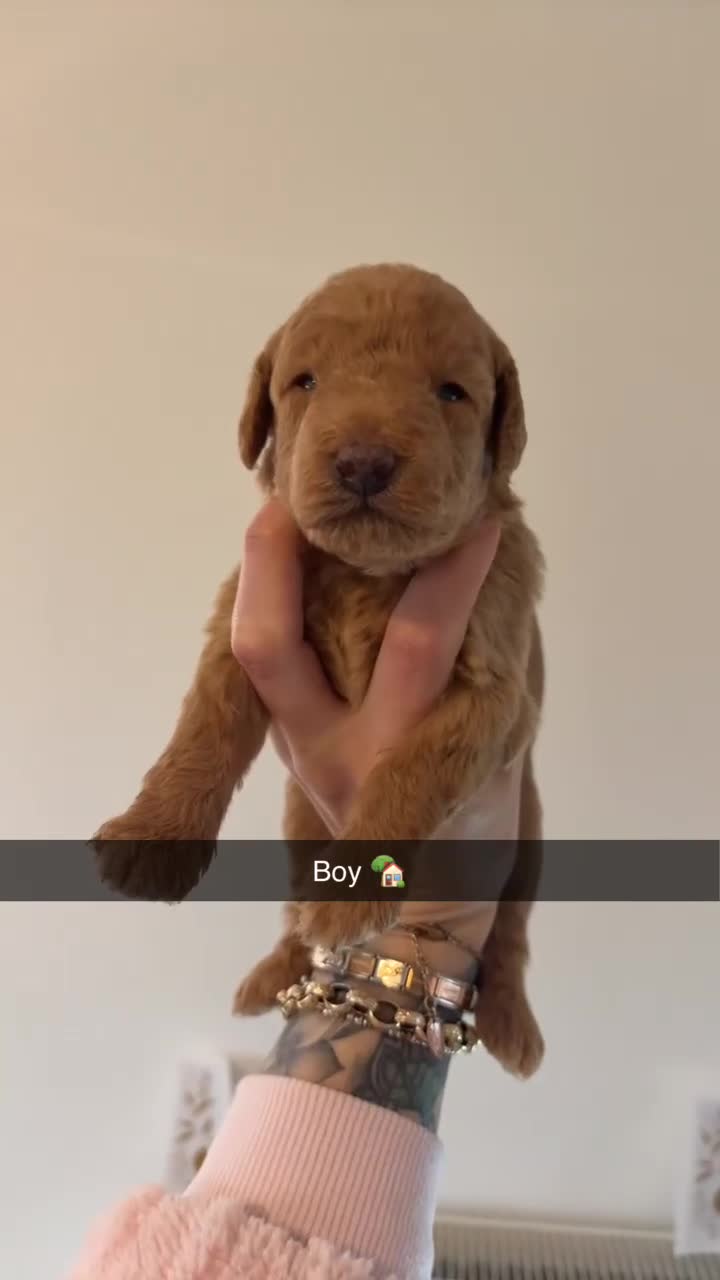 Labradoodle dogs for sale: F1B miniature labradoodles  - Video 5