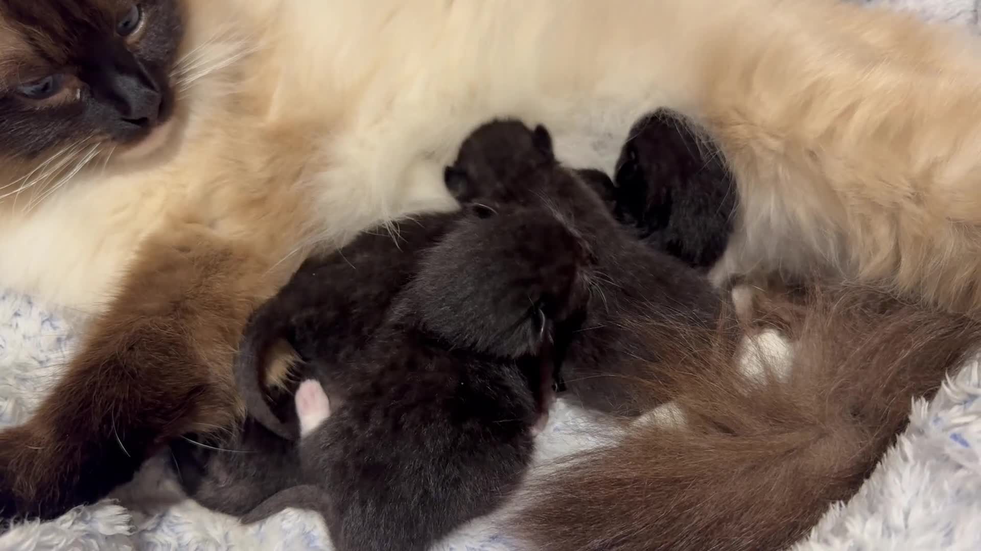 Ragdoll cats for sale: Ragdoll × British Shorthair Kittens - Video 1