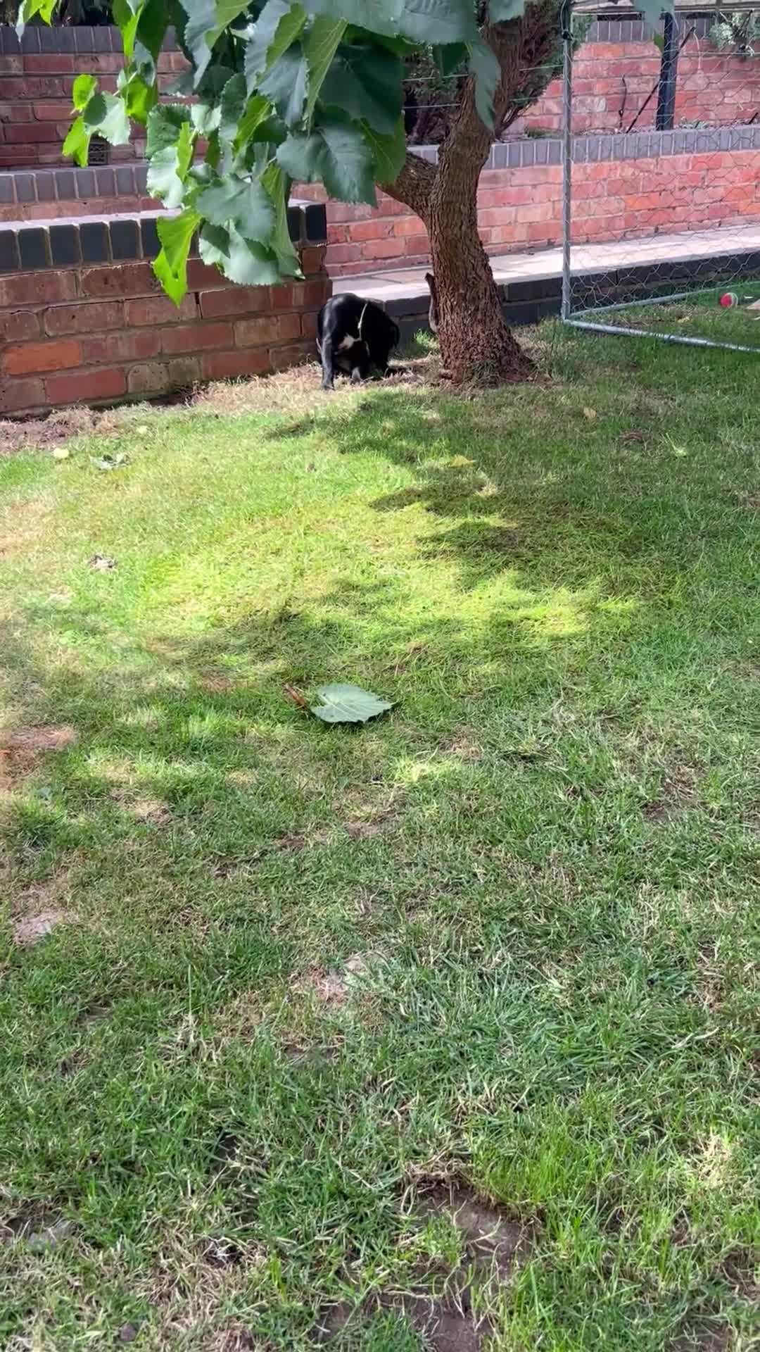Mixed Breed dogs for sale: Rhodesian Rodgeback X Canaan Dog male puppy - Video 2