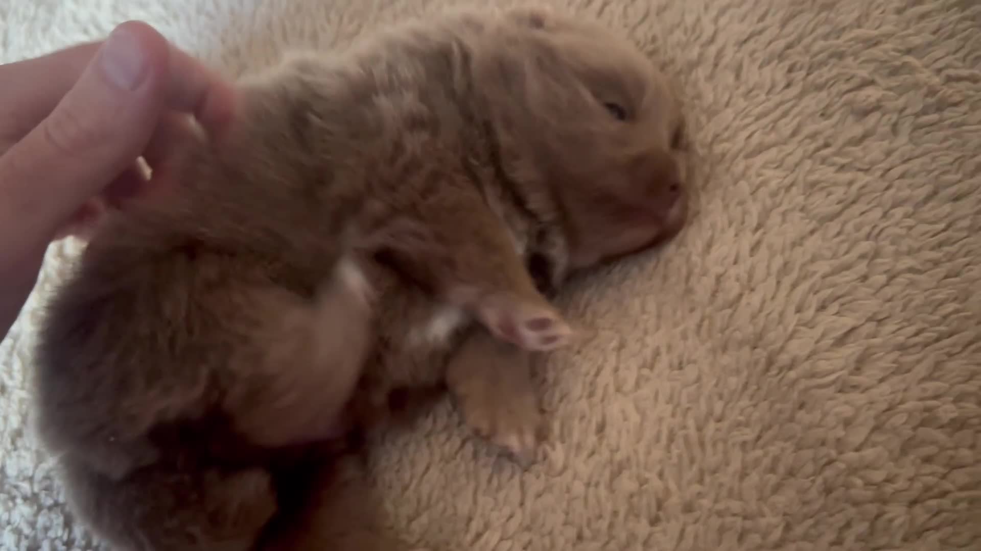 Pomeranian dogs for sale: Outstanding Quality Pomeranian  - Video 2