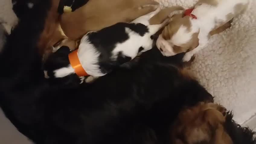 Cavalier King Charles Spaniel dogs for sale: Health tested Cavalier King Charles  - Video 1