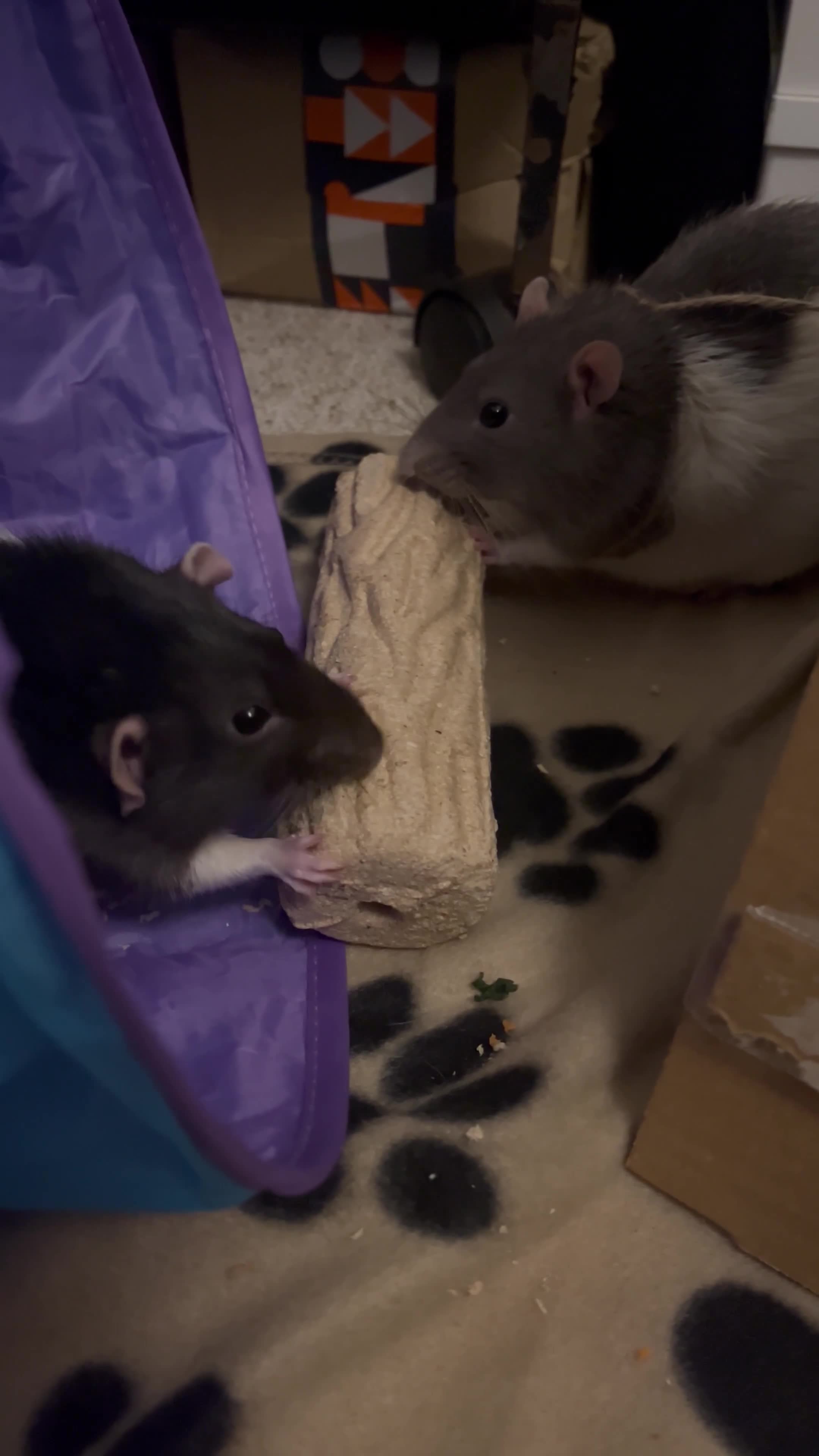 Rat rodents for sale: Lone Male Rat Needing Home - Video 1