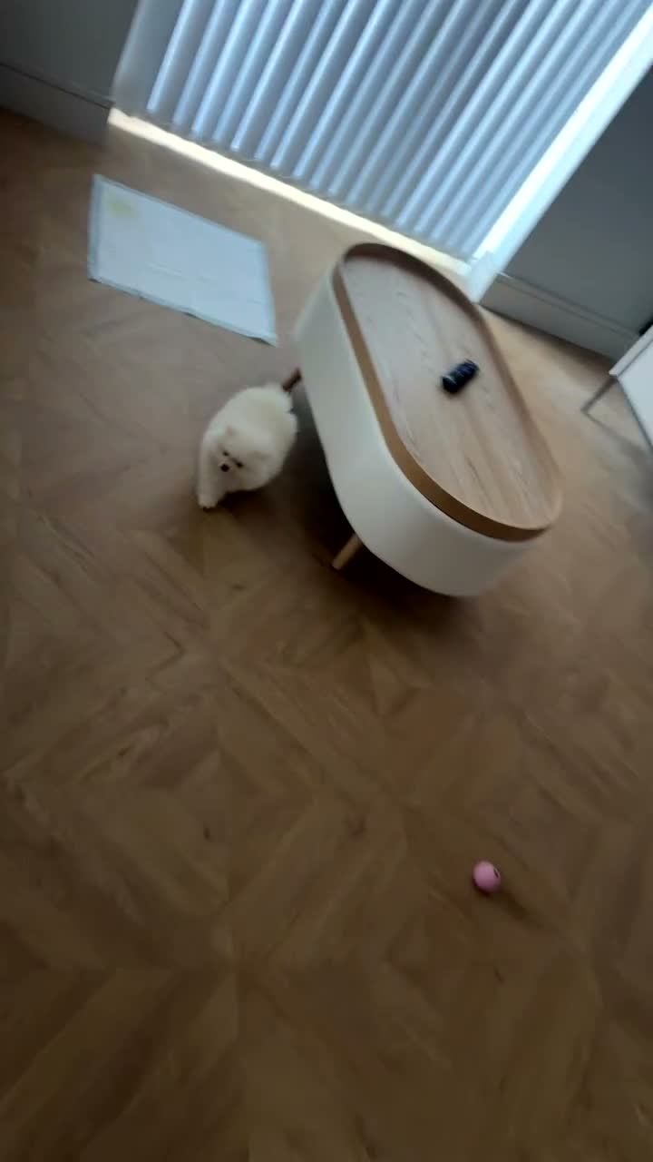 Pomeranian dogs for sale: miniature pomeranian  in Manchester - Video 1