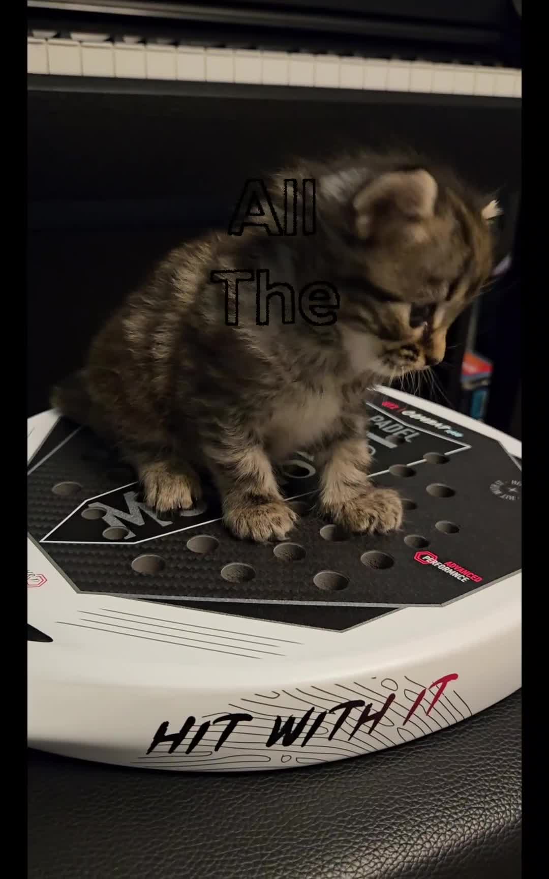 Ragdoll cats for sale: Exceptional Ragcoon x British Longhair – Premium - Video 1