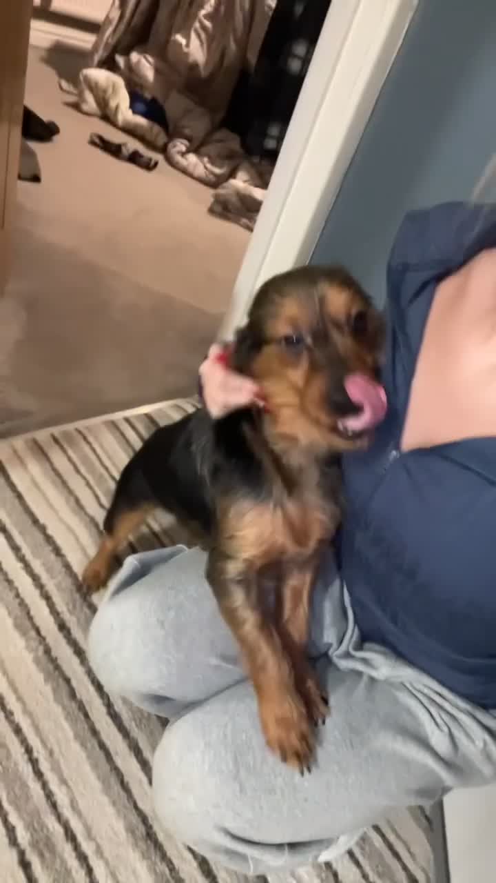 Mixed Breed dogs for sale: Trevor  in Preston - Video 2