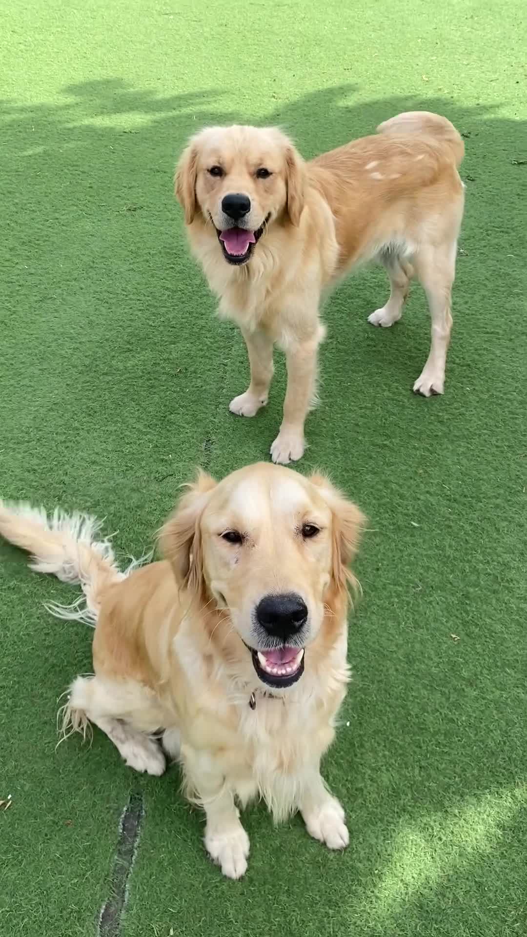 Golden Retriever dogs for sale: KC REGISTERED ®️ GOLDEN RETRIEVER PUPPIES 🐶 ❤️ - Video 1