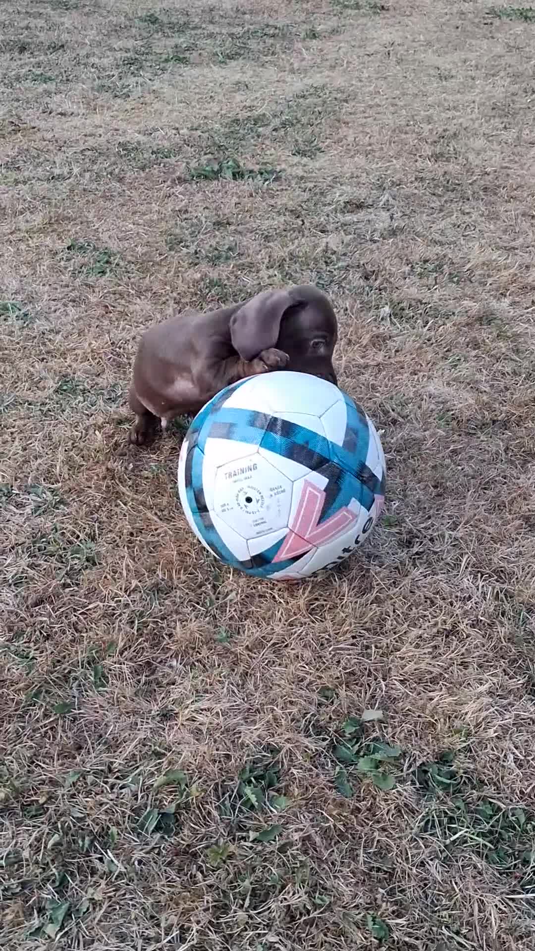 Miniature Dachshund dogs for sale: Ludlow KC Reg Miniature Dachshund Puppies - Video 3