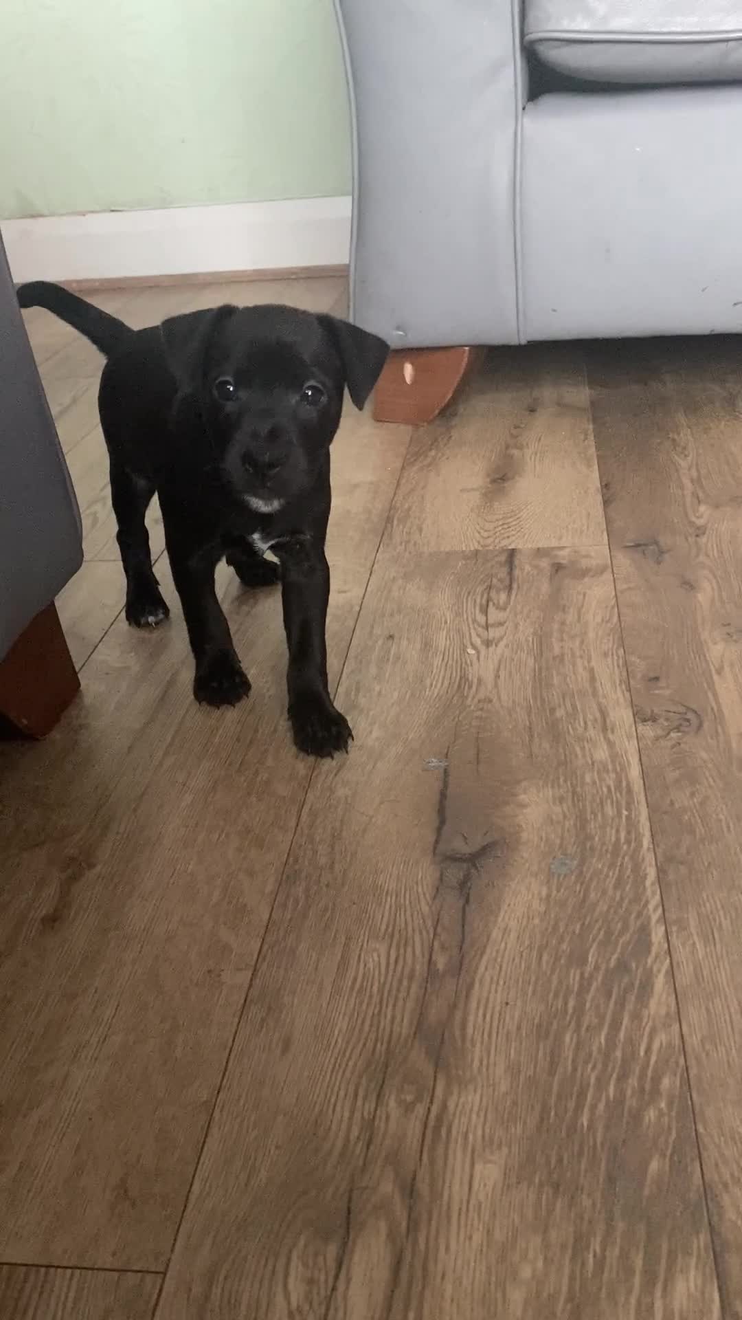 Mixed Breed dogs for sale: Plummer x Patterdale puppies  - Video 3