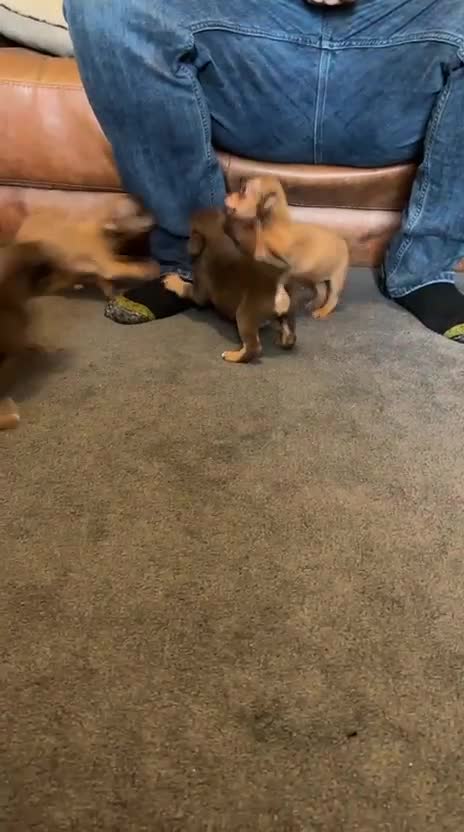 Jack Russell dogs for sale: Beautiful miniature jack russell puppies  - Video 3
