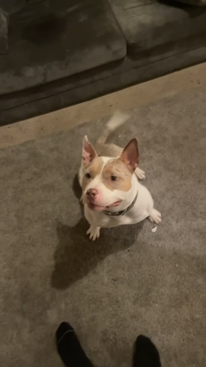 American Bully dogs for sale: 2 female pocket bully’s for rehoming - Video 1