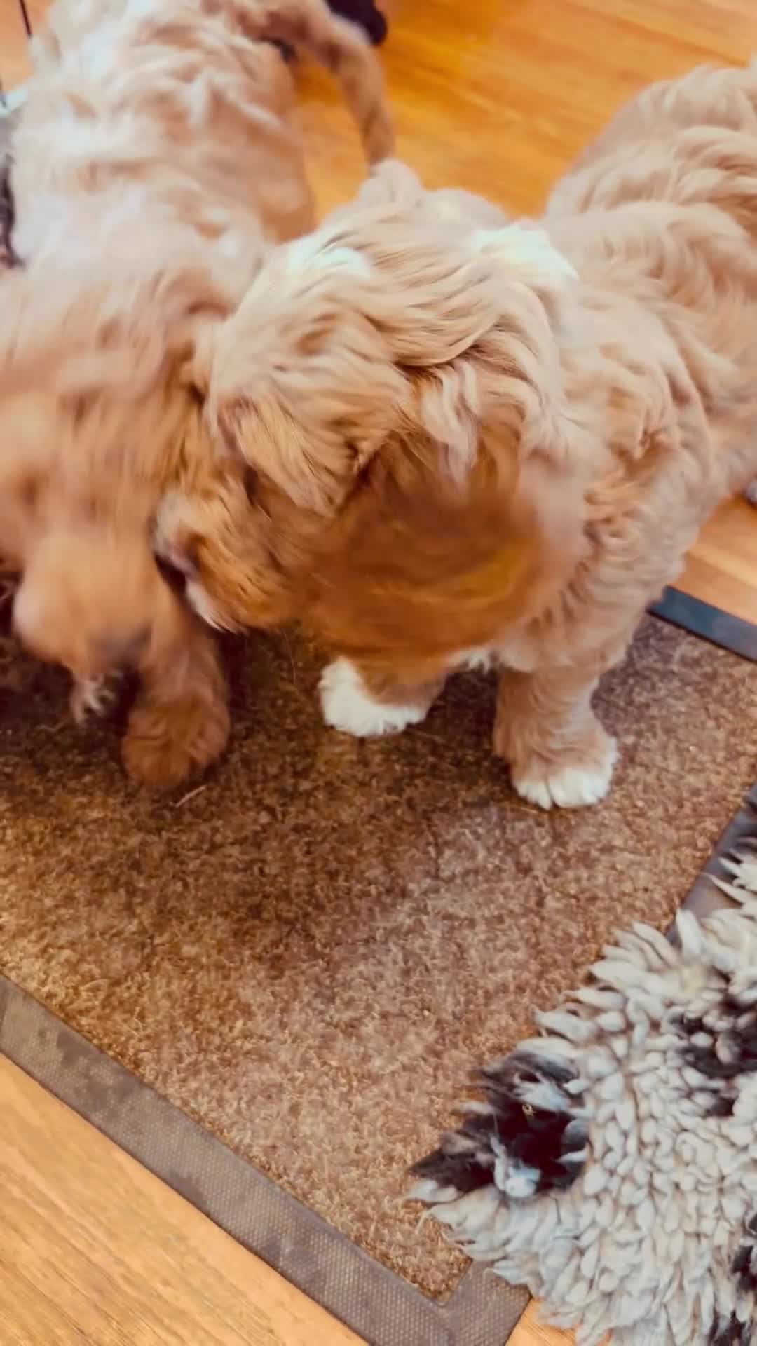 Australian Labradoodle dogs for sale: Australian labradoodles  - Video 1