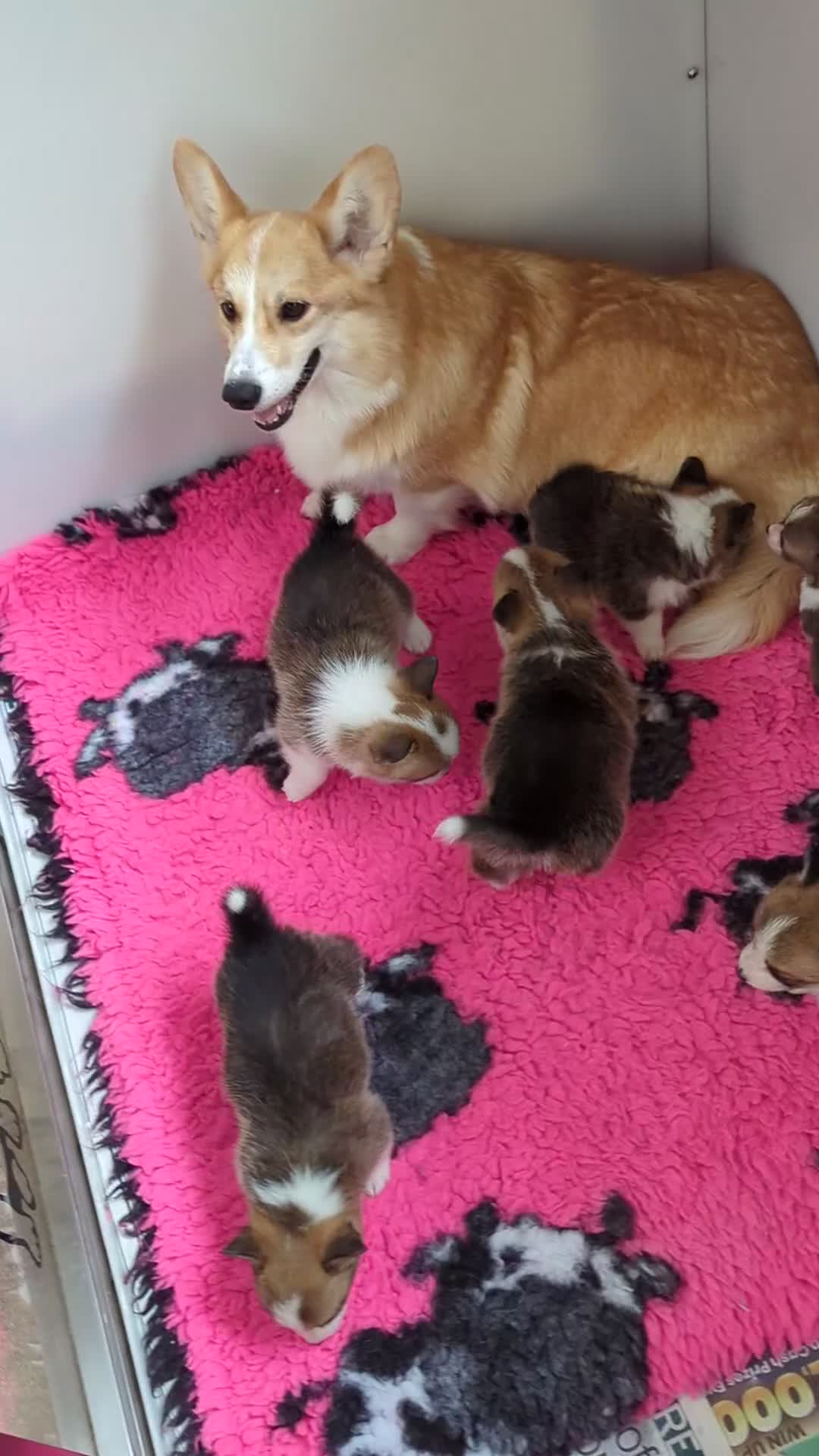 Welsh Corgi Pembroke dogs for sale: Champion line corgi puppies health tested parents  - Video 3