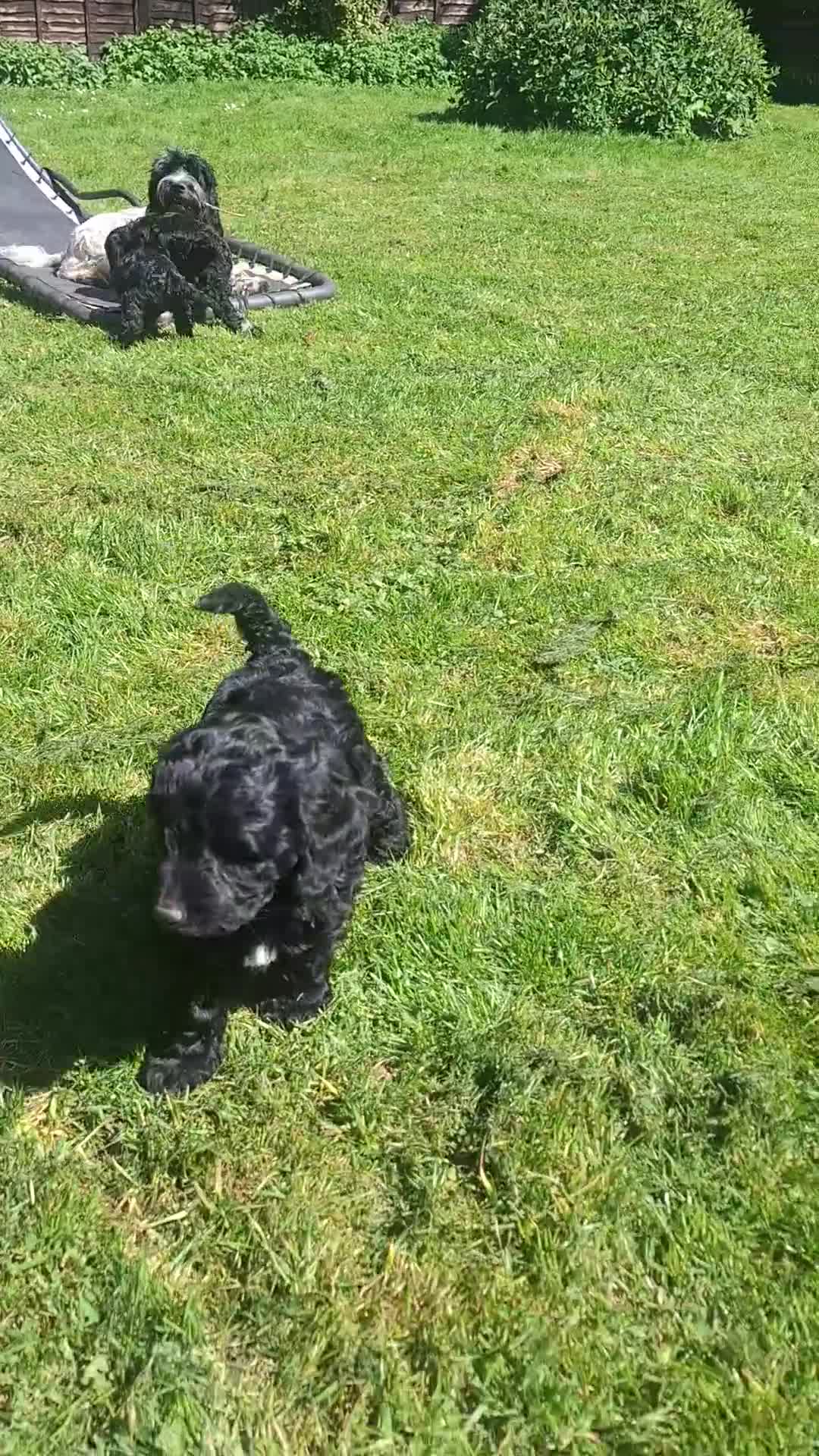 Cockapoo dogs for sale: Absolutely Stunning Cockerpoos - Video 1
