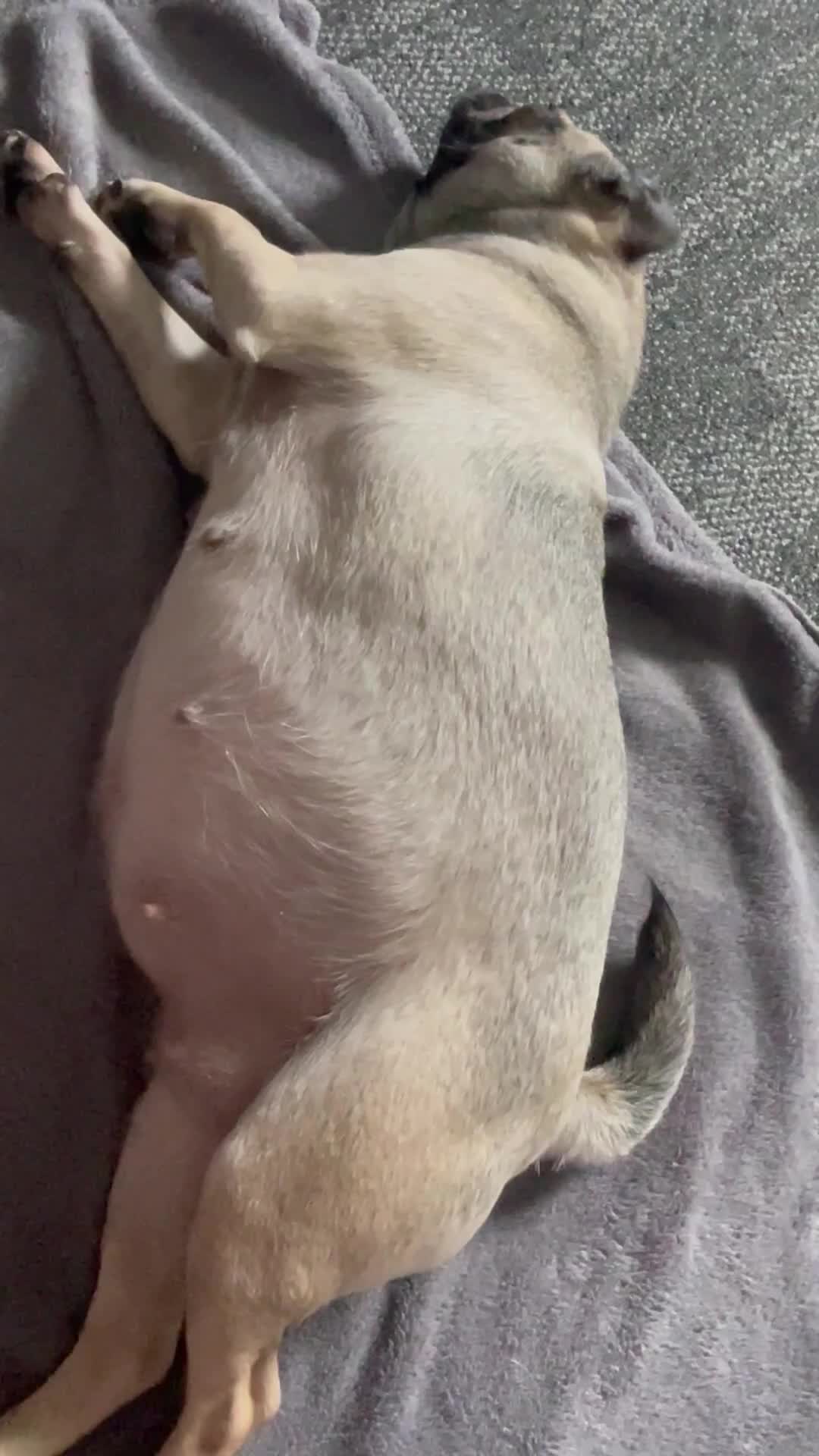 Pug dogs for sale: 4 beautiful pugs for sale 1 boy 3 girls  - Video 3