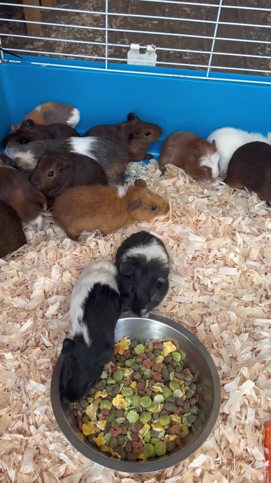 Guinea Pig rodents for sale: Young guinea pigs for sale  - Video 1