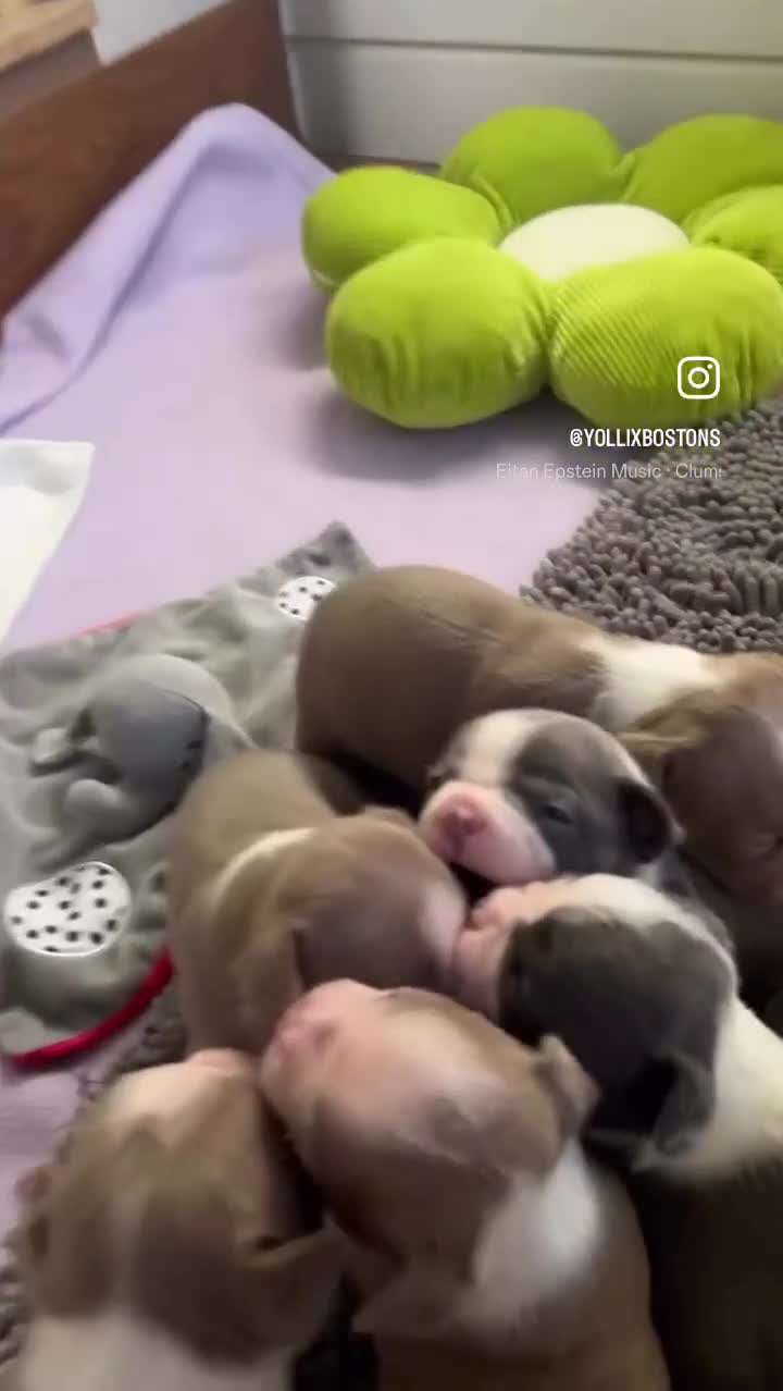 Boston Terrier dogs for sale: Stunning KC registered litter - Video 2