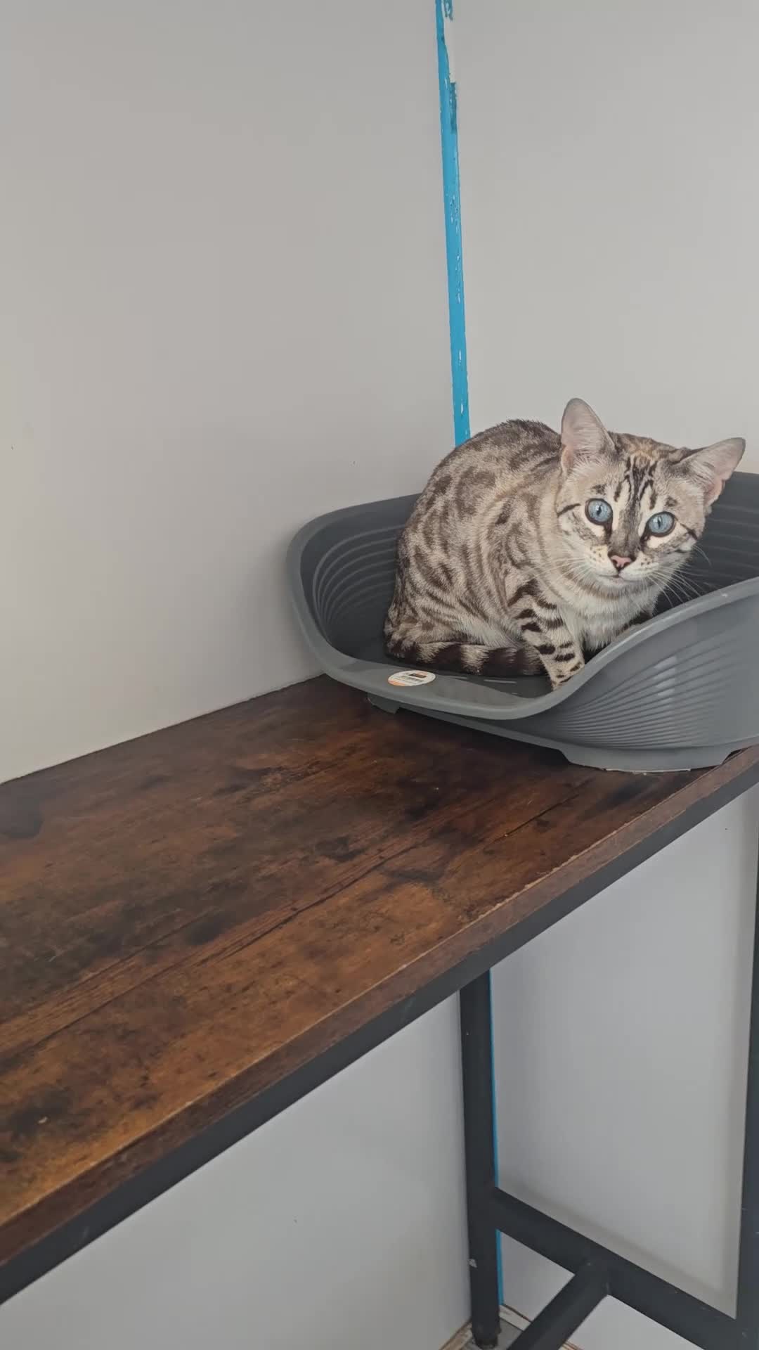 Bengal cats for sale: Retired Queen - Video 1