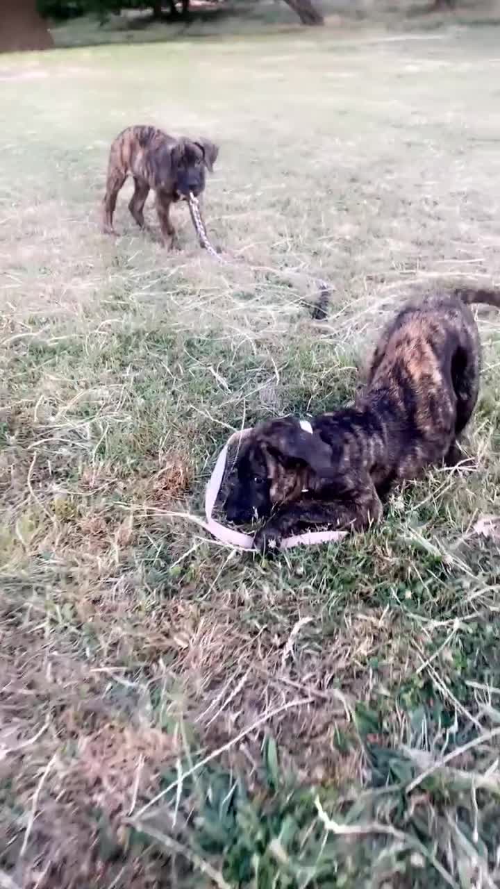 Presa Canario dogs for sale: Pressa Canario  - Video 3