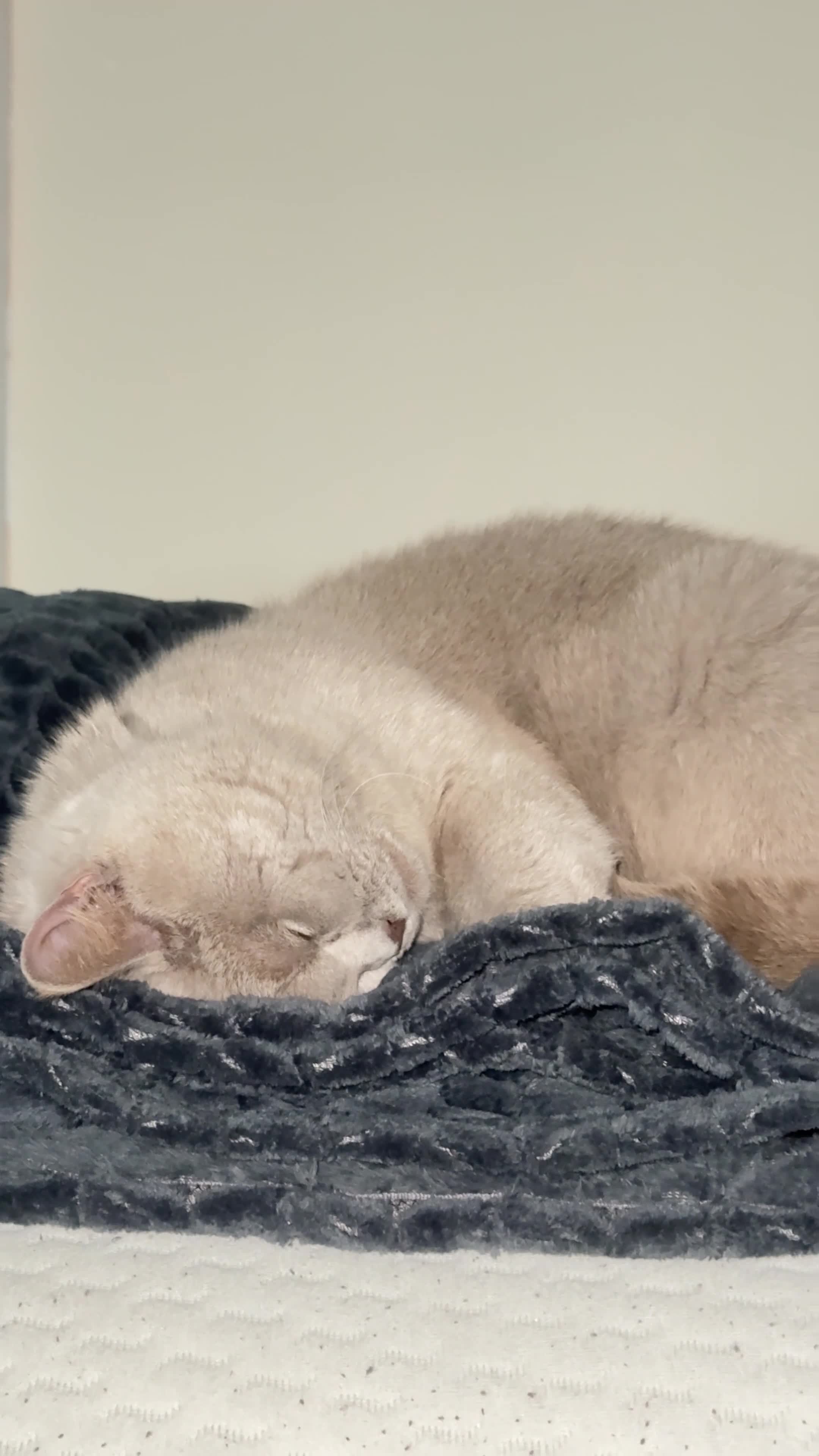 British Shorthair cats for sale: Gorgeous Lilac BSH  - Video 2