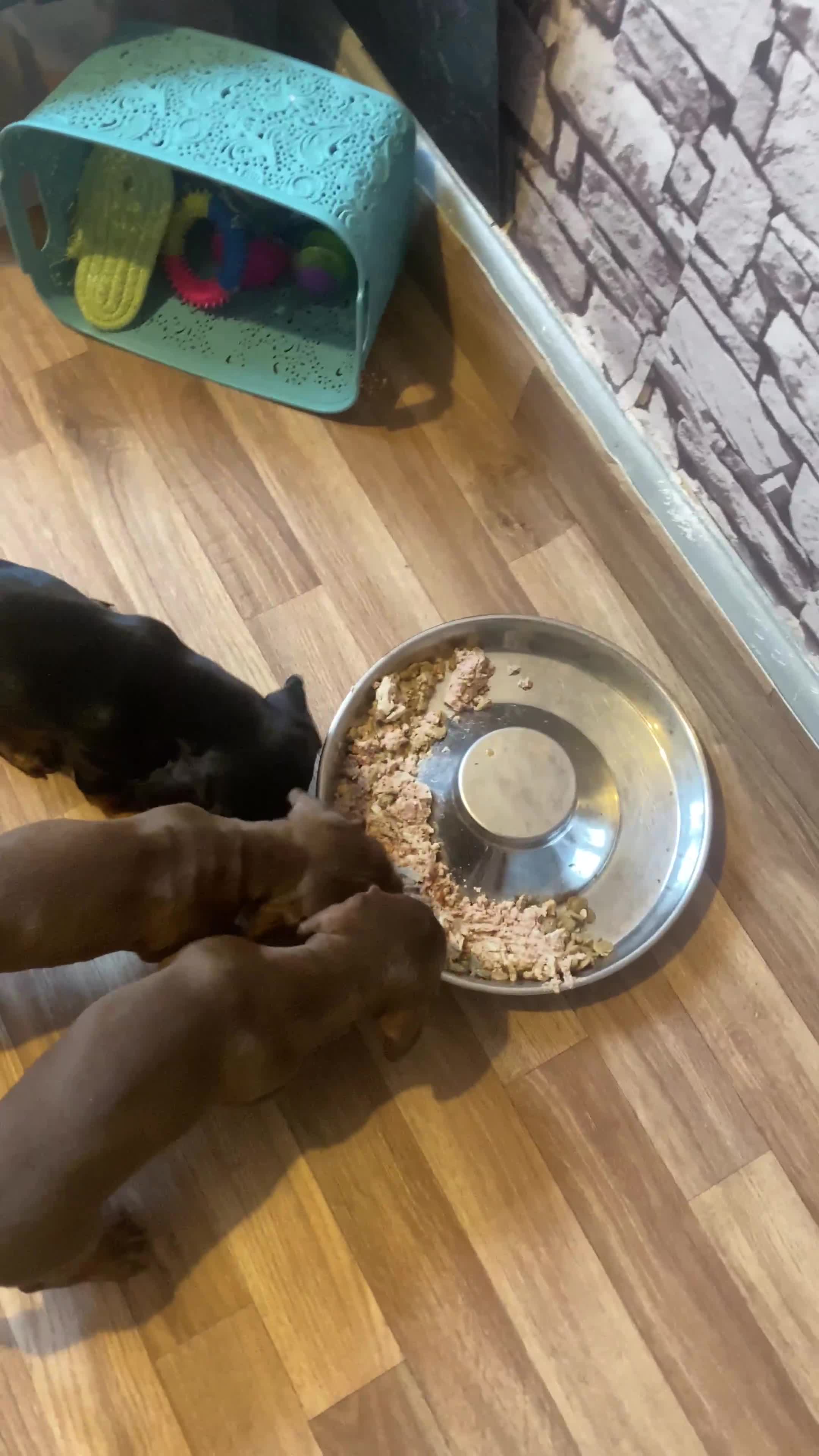 Dachshund dogs for sale: Dachshund puppies are Looking for Homes!  - Video 2
