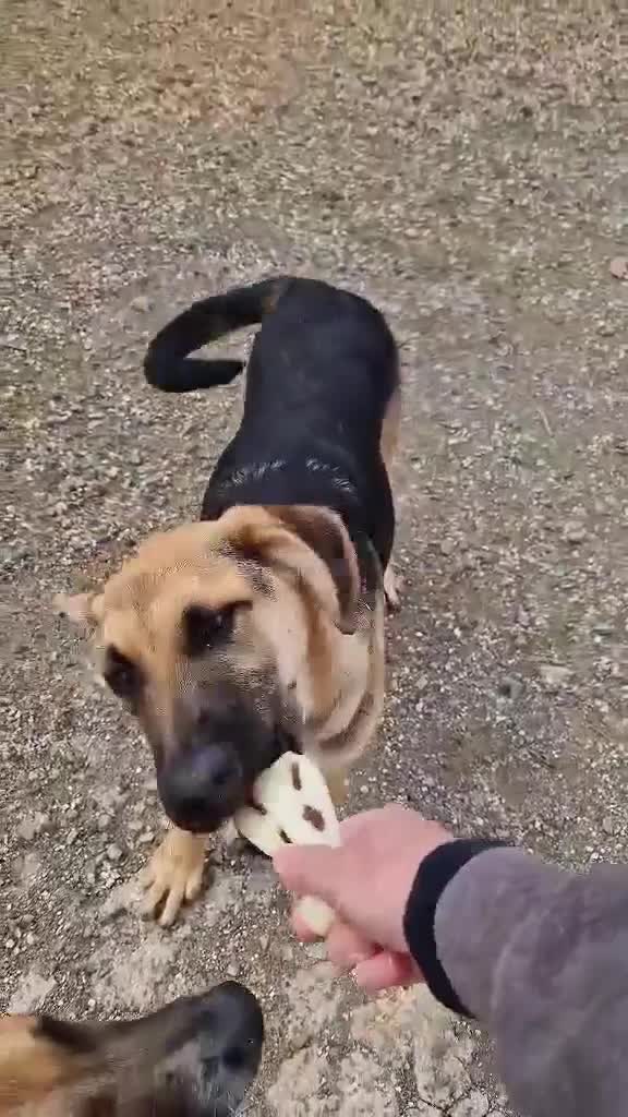 Mixed Breed dogs for adoption: Magnificent Orion 6 moths old in Boston - Video 3