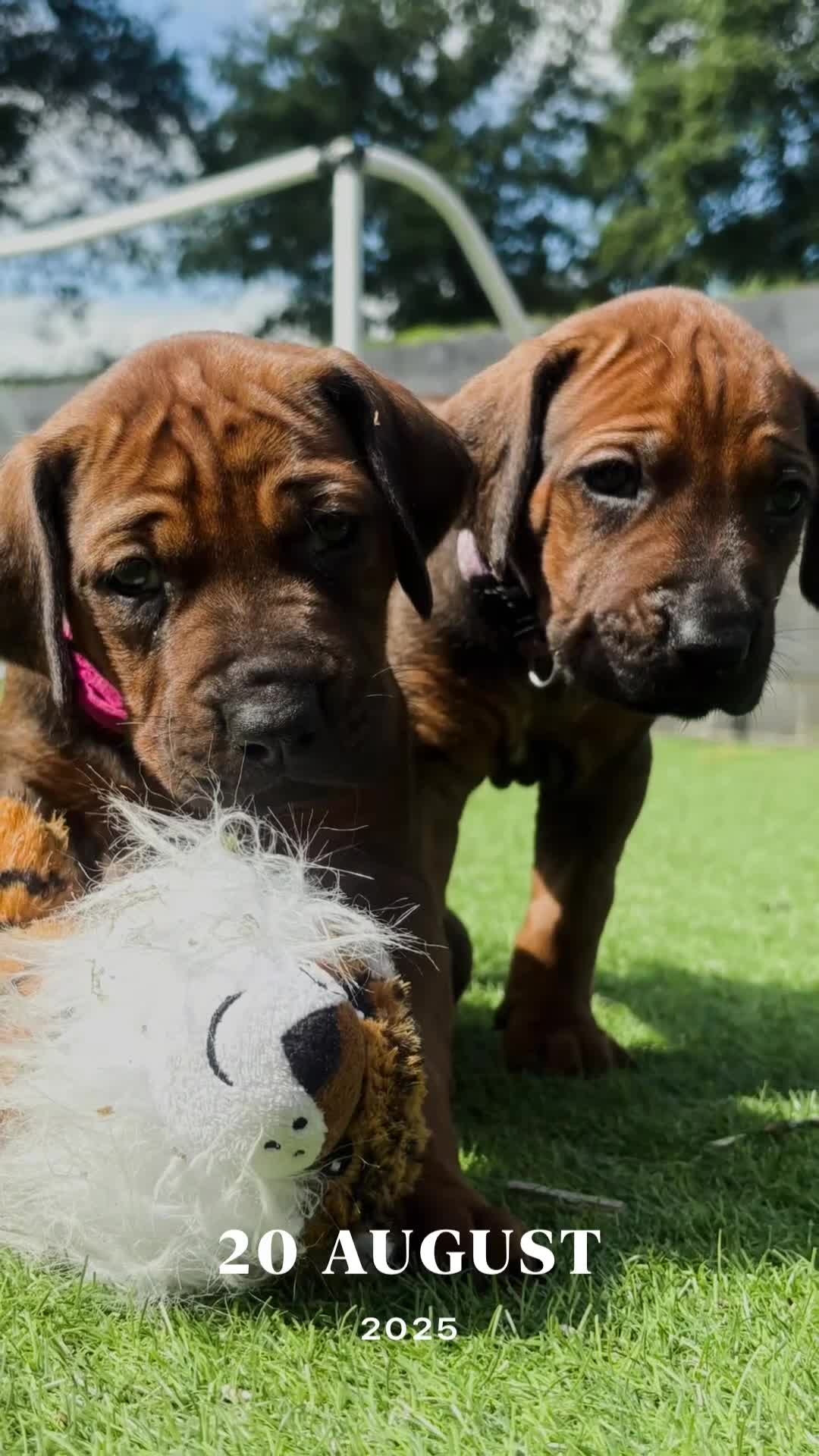 Rhodesian Ridgeback dogs for sale: Outstanding Rhodesian Ridgeback Puppies 🦁 - Video 2