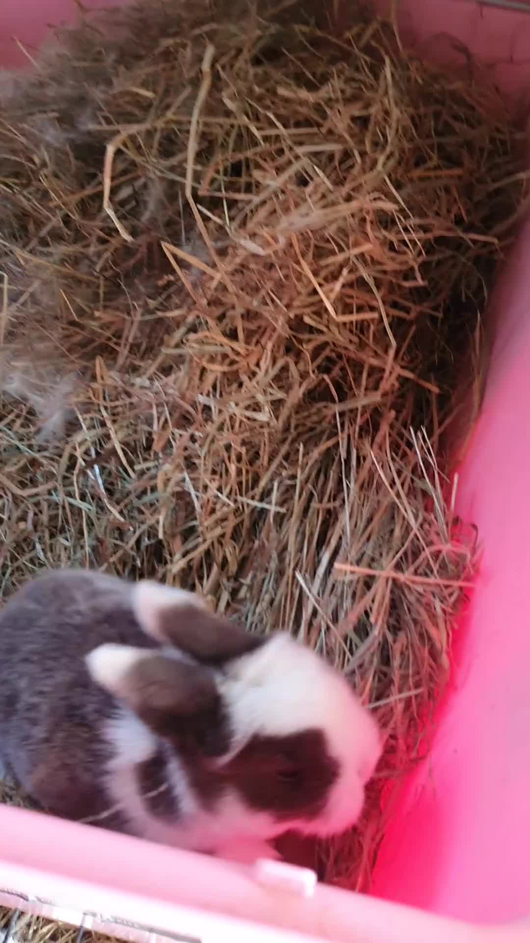 Dwarf Lop rabbits for sale: Beautiful Holland lops  in Horsham - Video 1