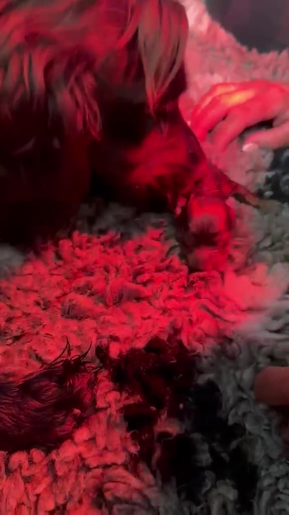 Cocker Spaniel dogs for sale: Stunning Cocker Spaniel Pups - Excellent Breeding - Video 1