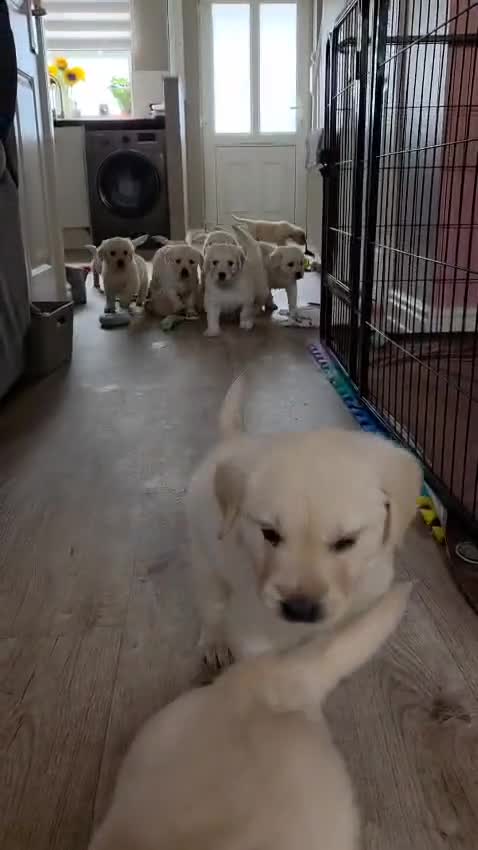 Goldendoodle dogs for sale: Goldendoodle retriever  - Video 1