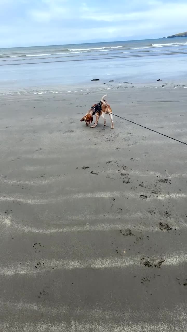 Mixed Breed dogs for sale: 6 month old pup  - Video 1
