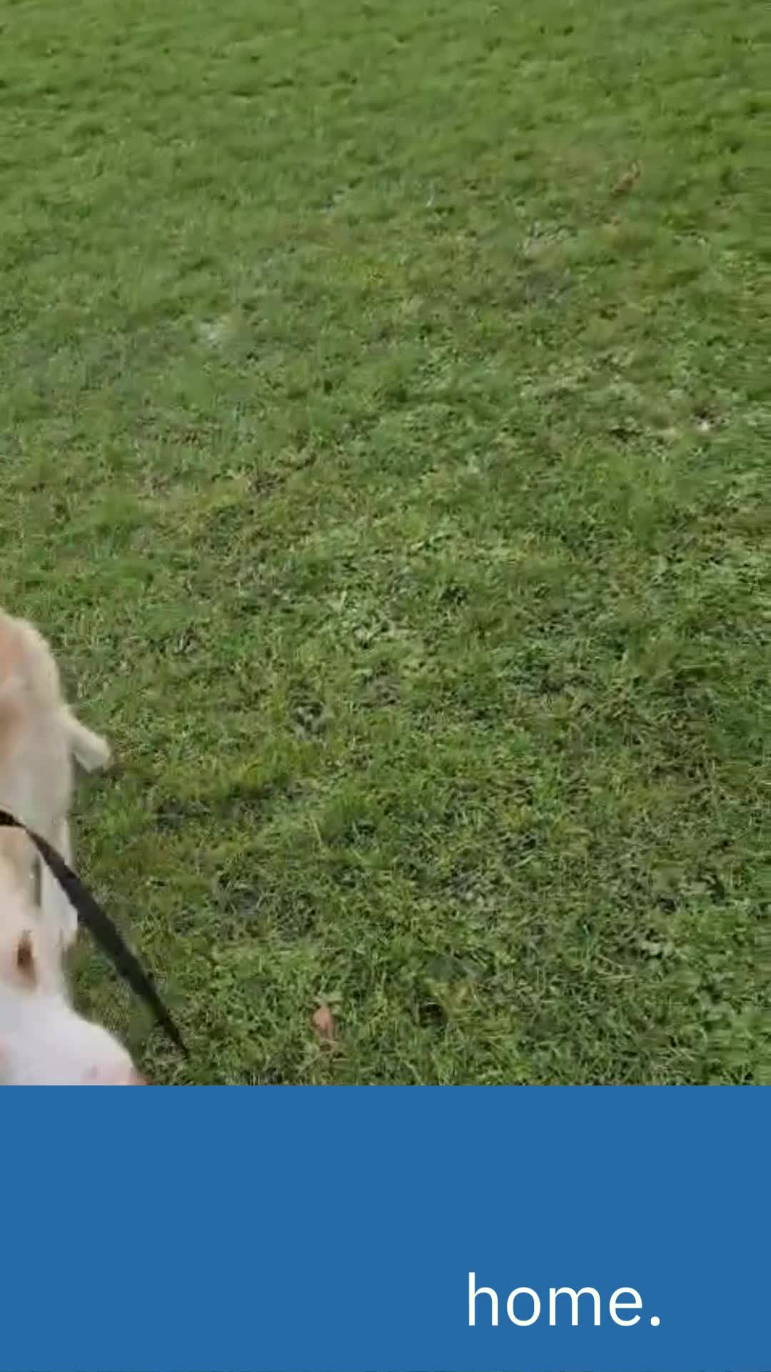 Portuguese Podengo dogs for adoption: Cheeky Chappie Xavier is in Reading! in Reading - Video 3