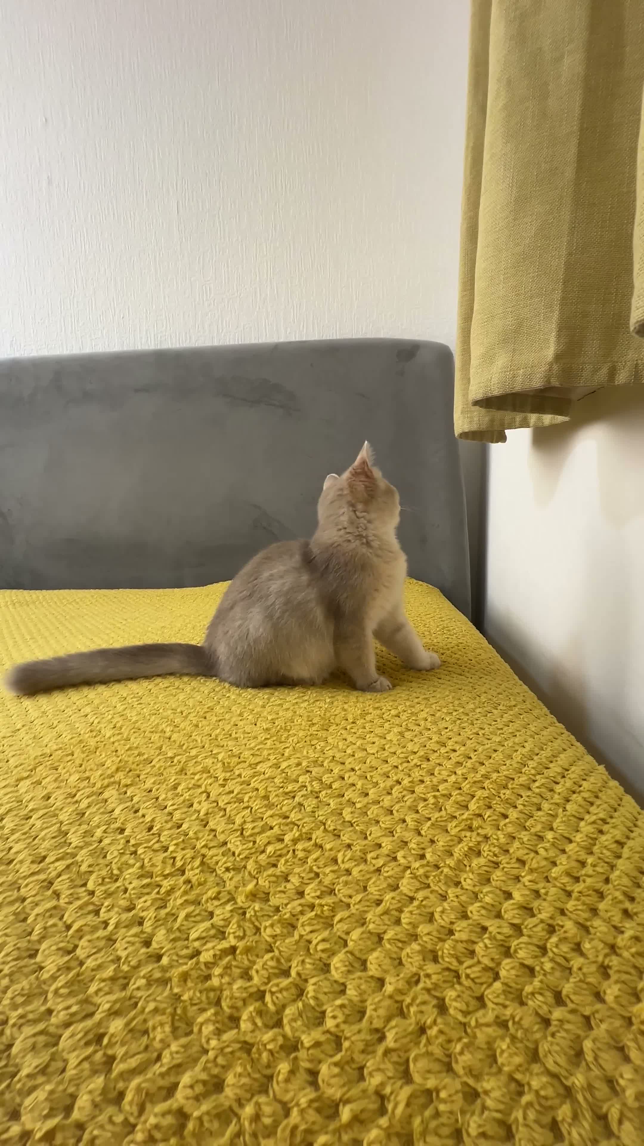 British Longhair cats for sale: TICA registered BLH & BSH Kittens - Video 2