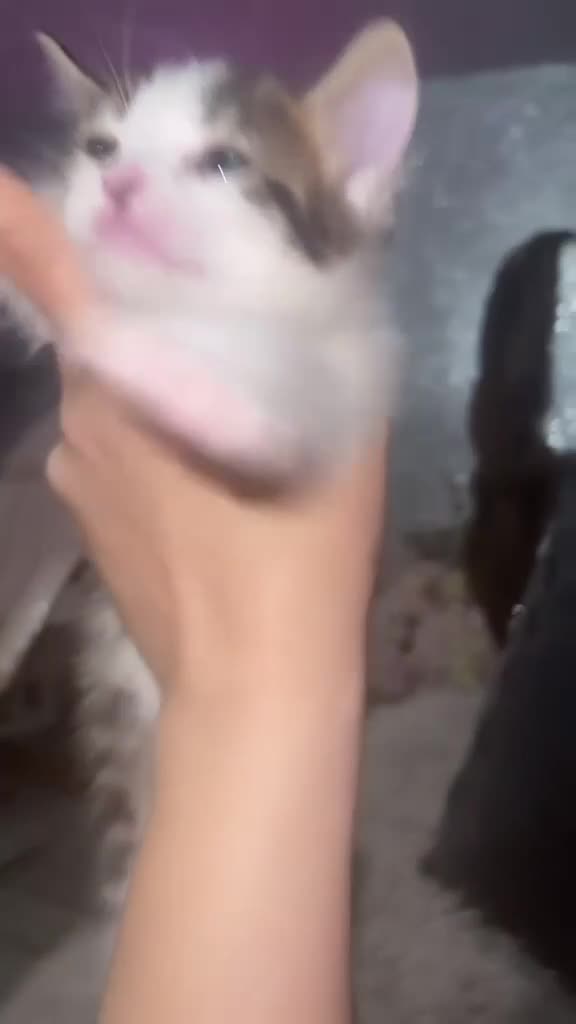 Mixed Breed cats for sale: beautiful bengal kitten reduced price  - Video 1