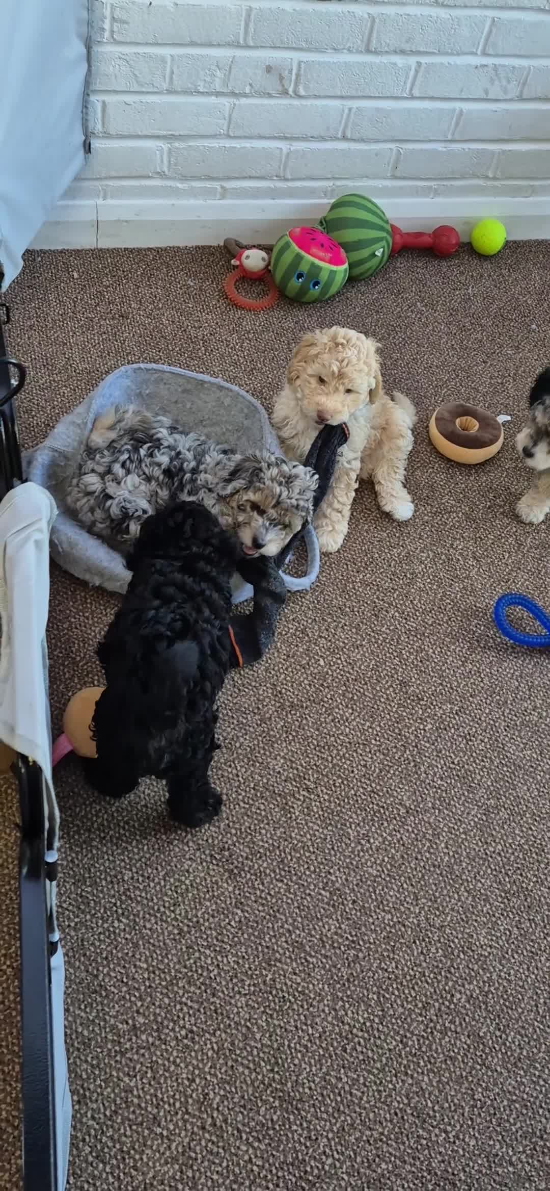 Sheepadoodle dogs for sale: Sheepadoodles in Ashford - Video 1