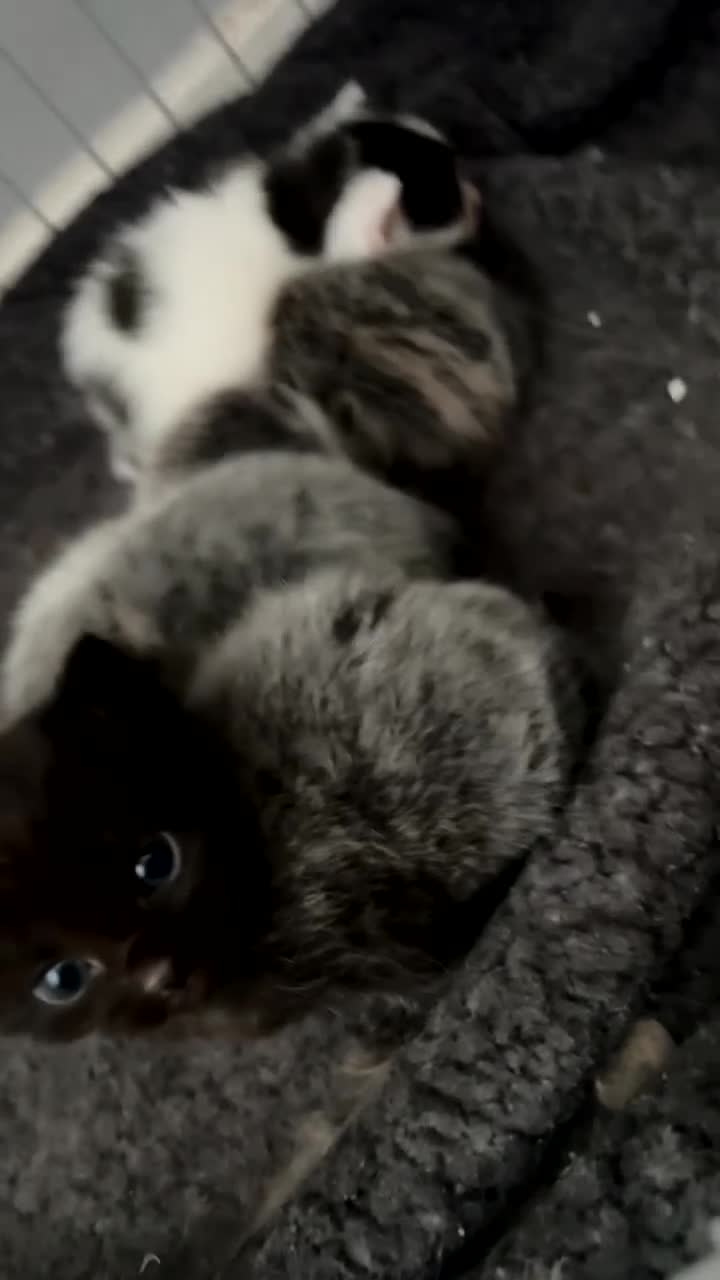 Mixed Breed cats for sale: Beautiful kittens ready for amazing homes  - Video 1