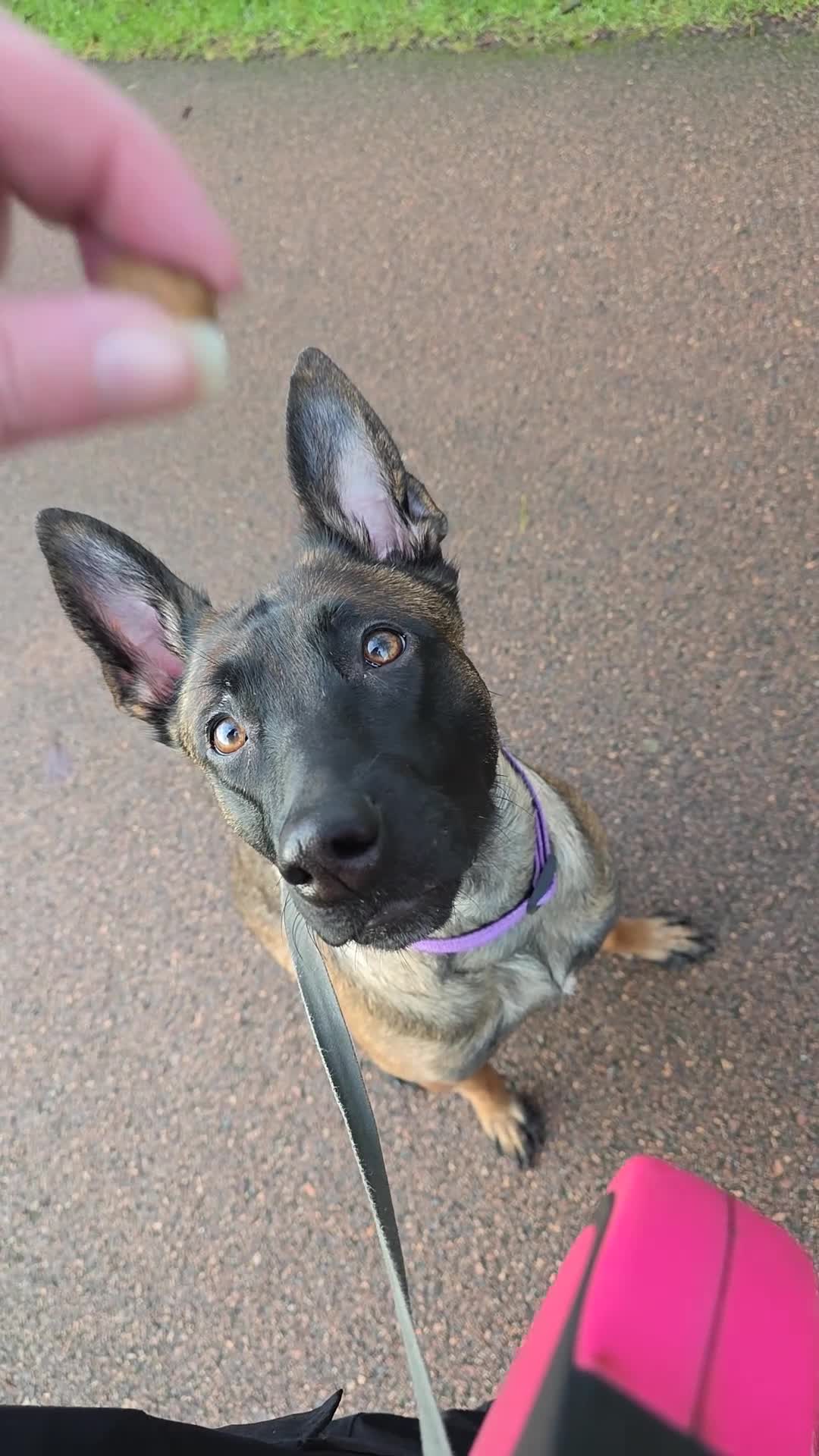 Belgian Shepherd Dog dogs for sale: Belgian malinois  - Video 1